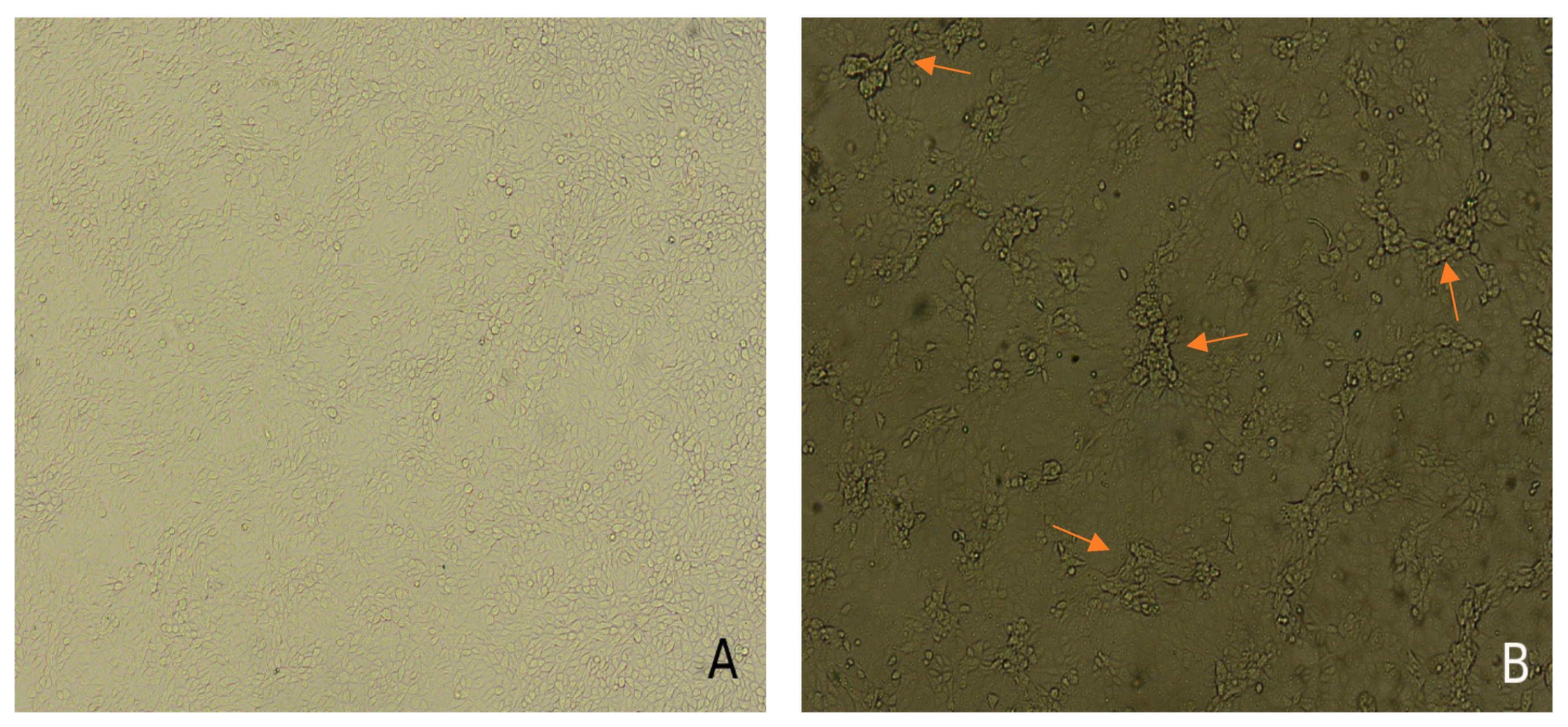 Vaccines 12 00598 g007