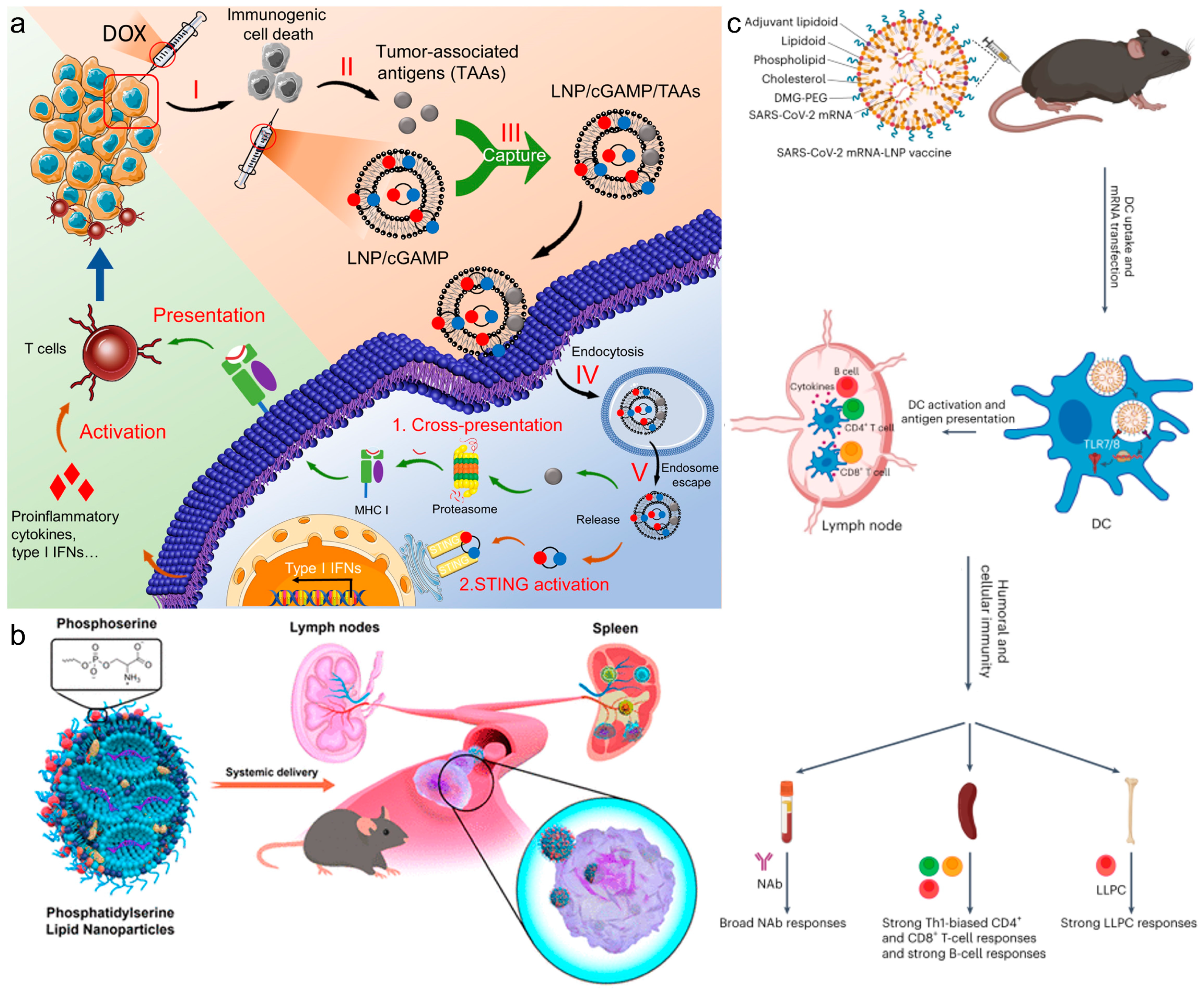 Vaccines 12 00603 g002