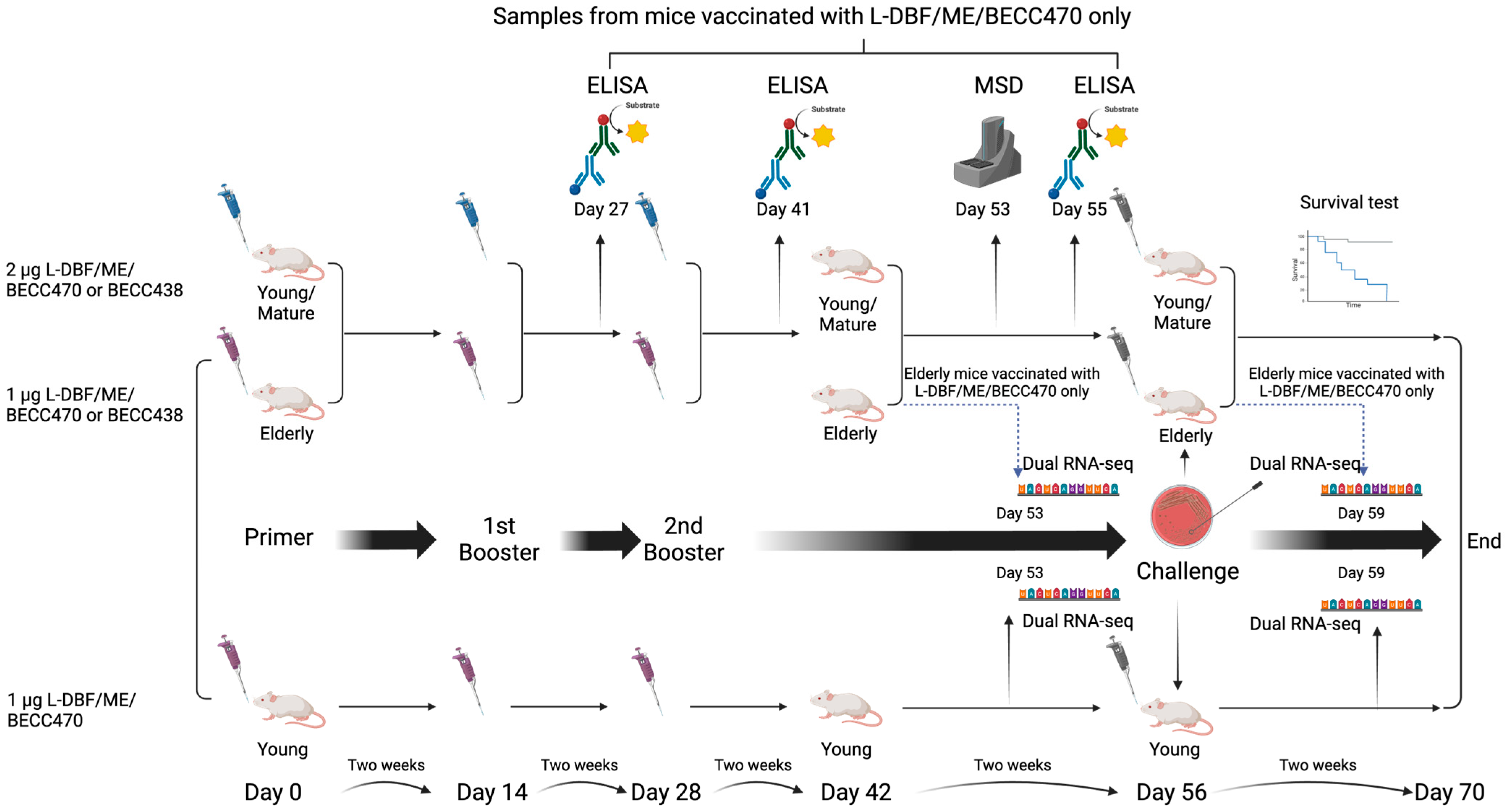 Vaccines 12 00618 g001