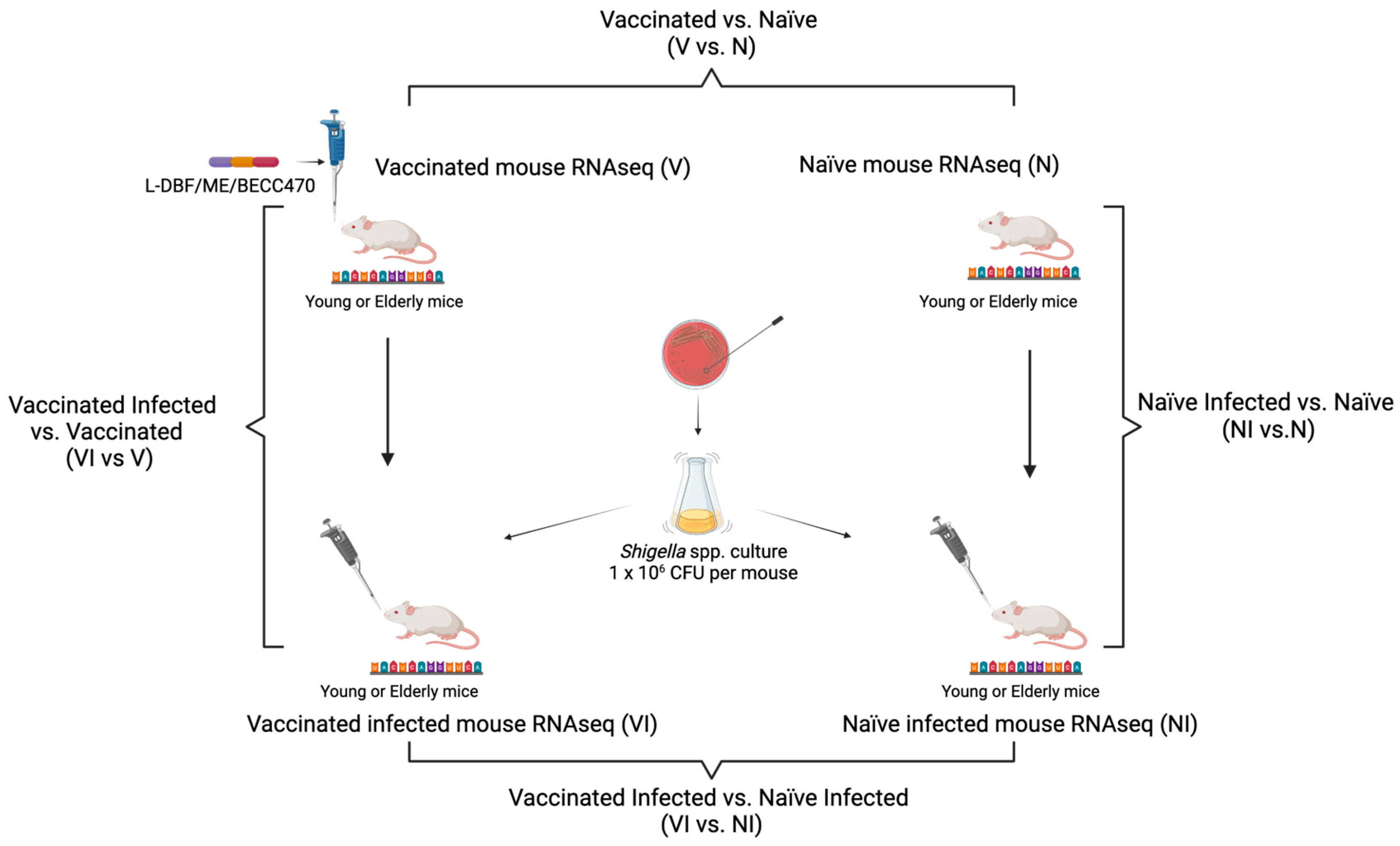 Vaccines 12 00618 g002