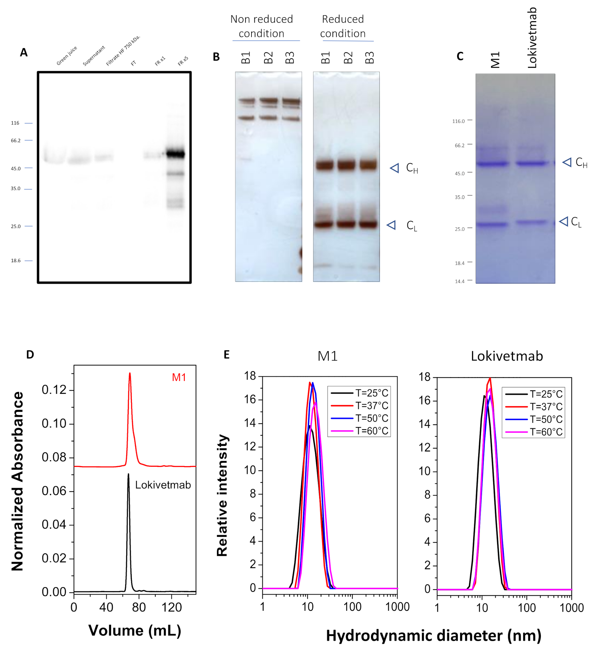 Vaccines 12 00620 g002
