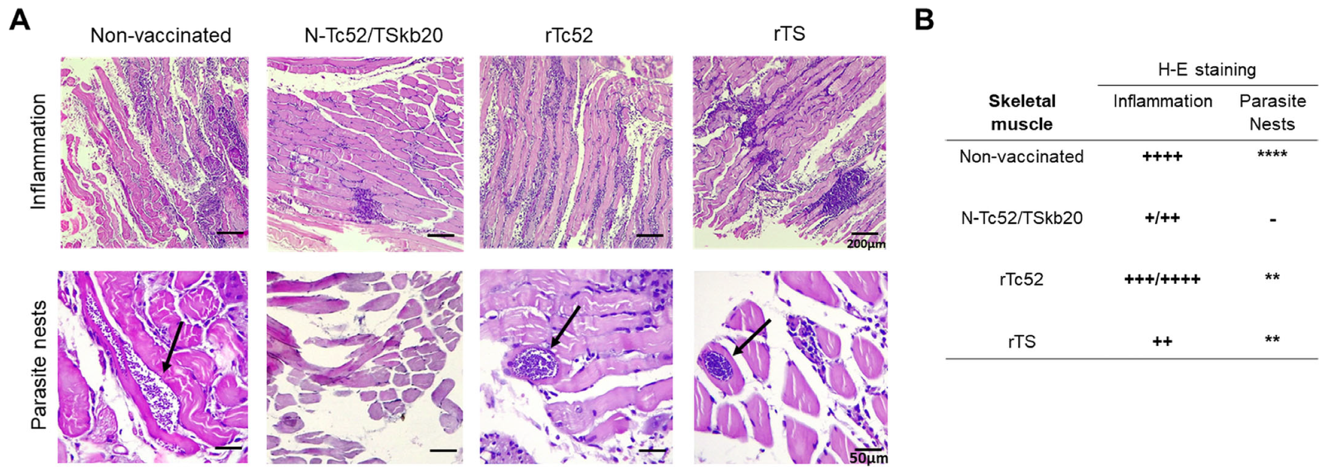 Vaccines 12 00621 g005