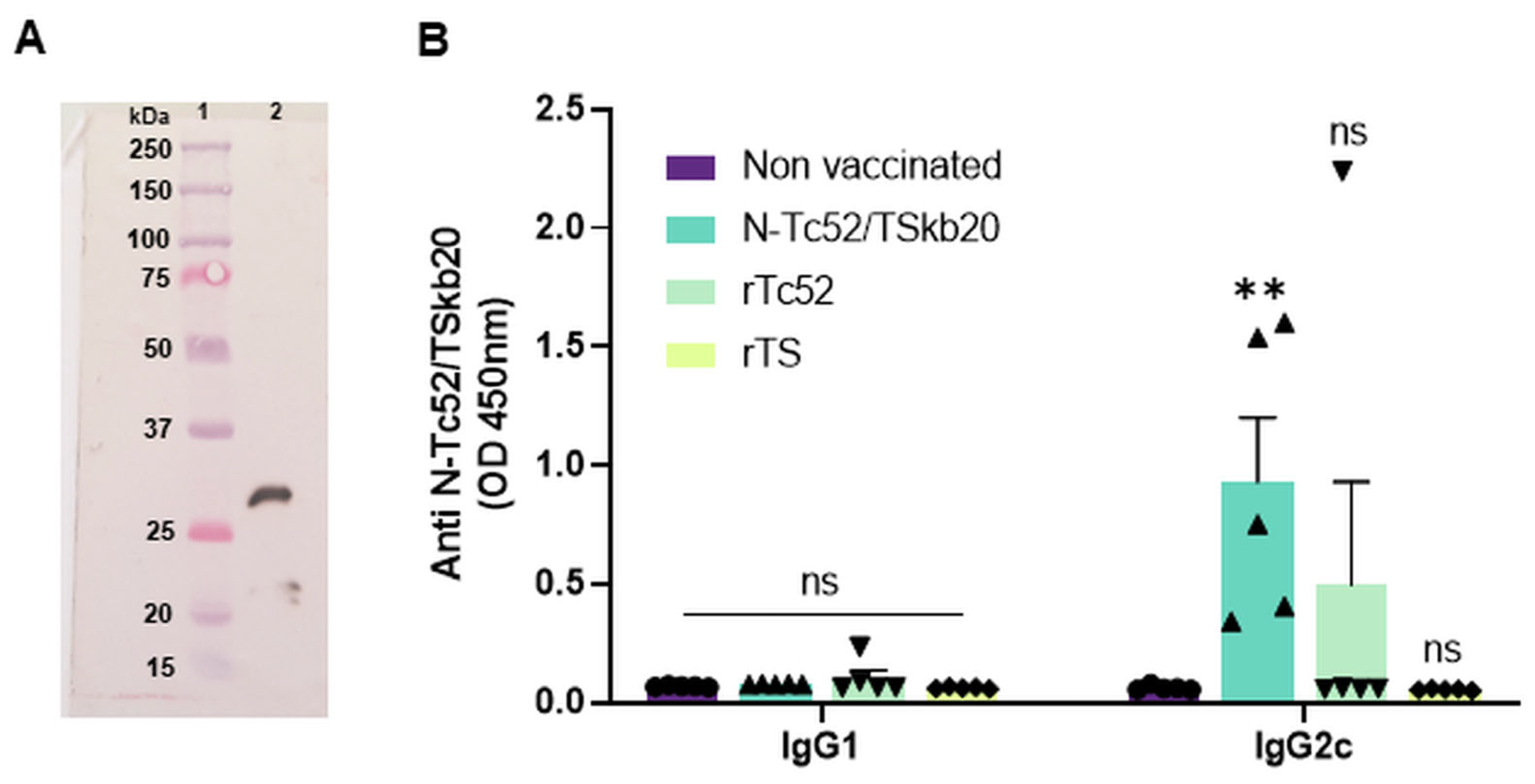 Vaccines 12 00621 g006