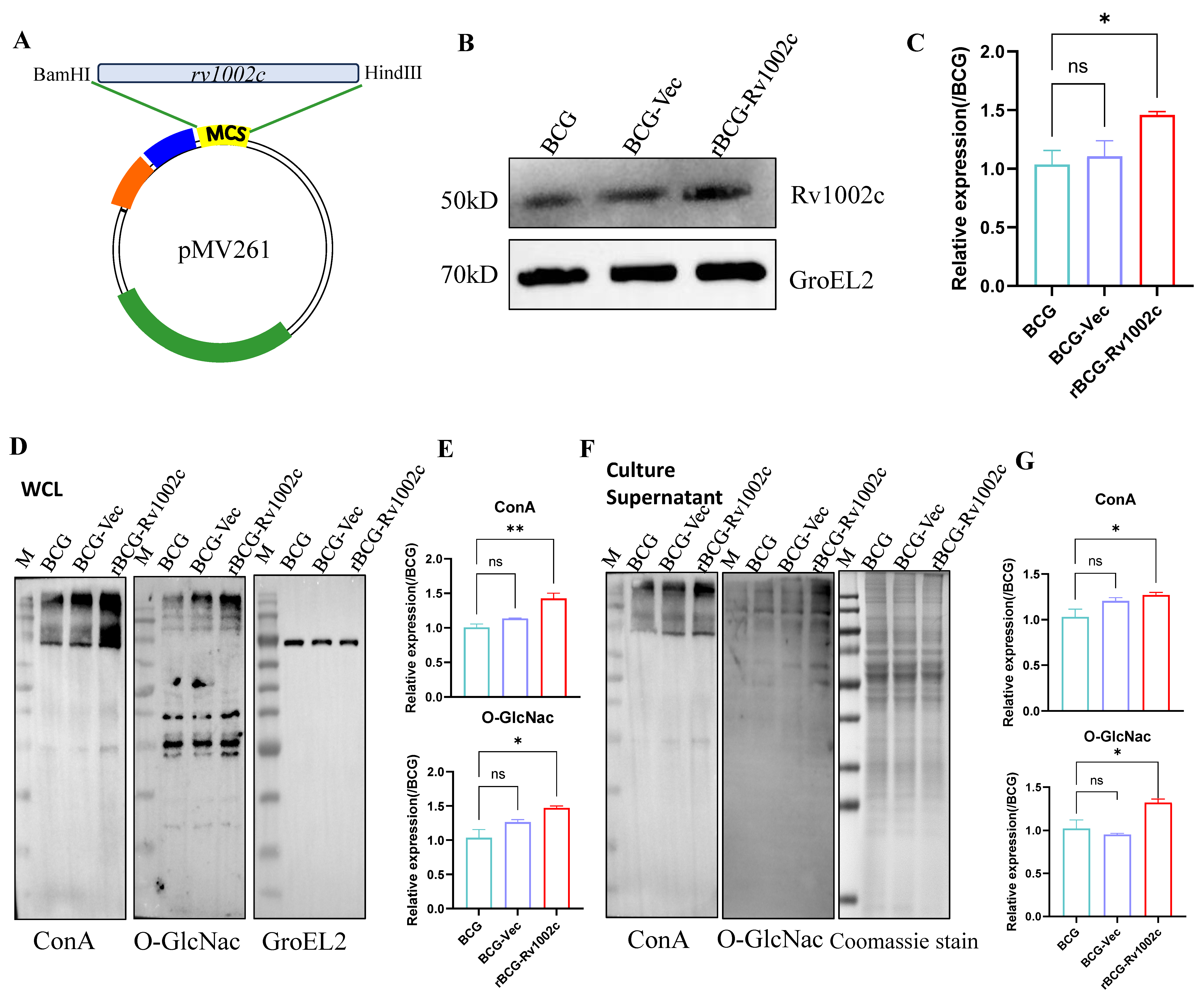 Vaccines 12 00622 g001
