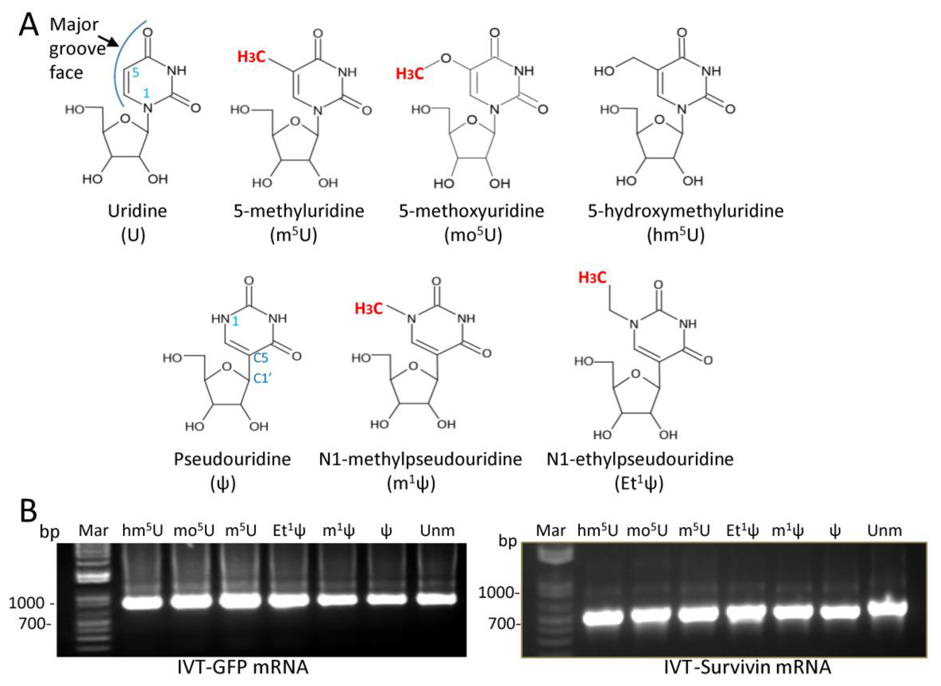 Vaccines 12 00624 g001