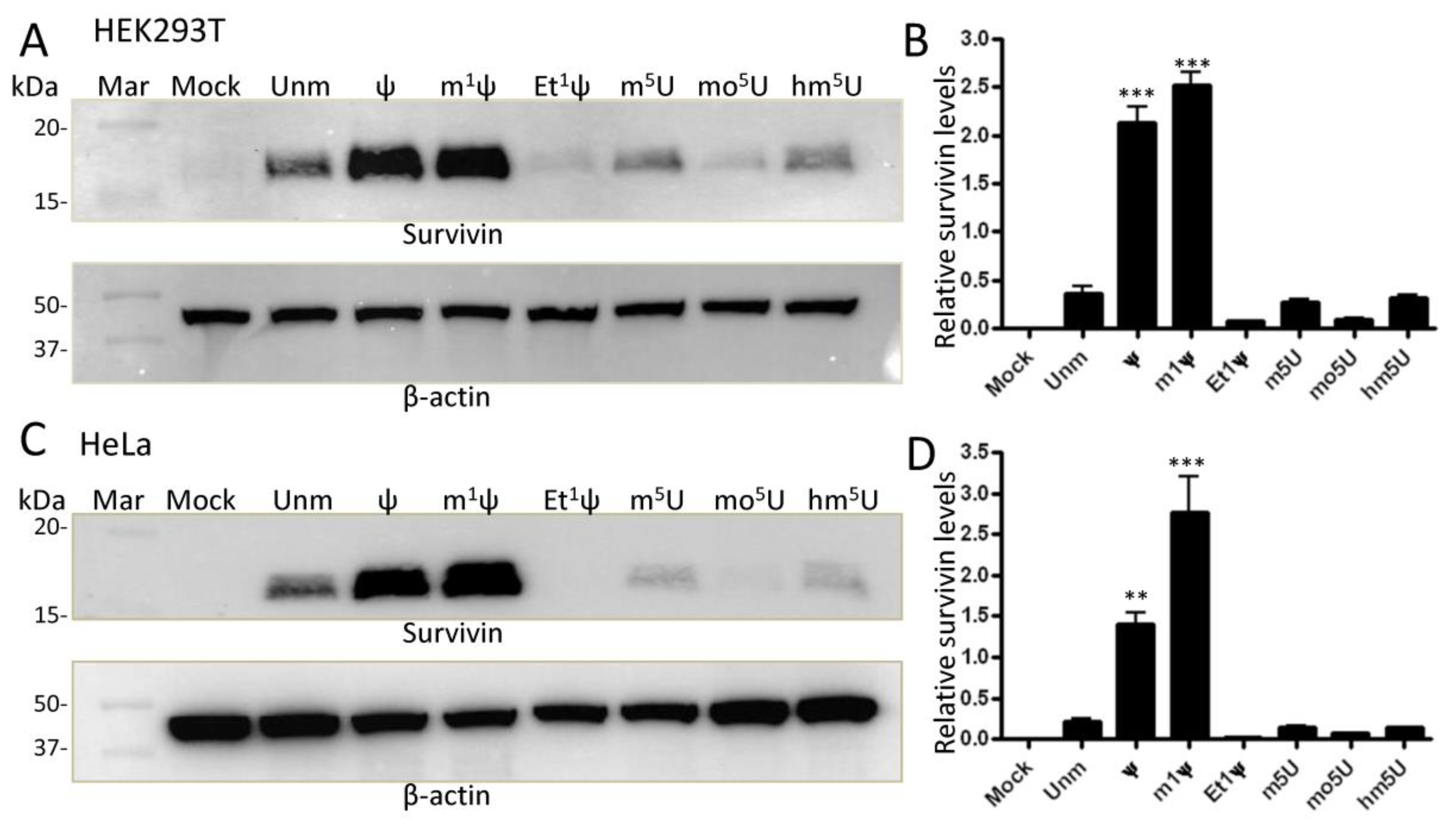 Vaccines 12 00624 g004