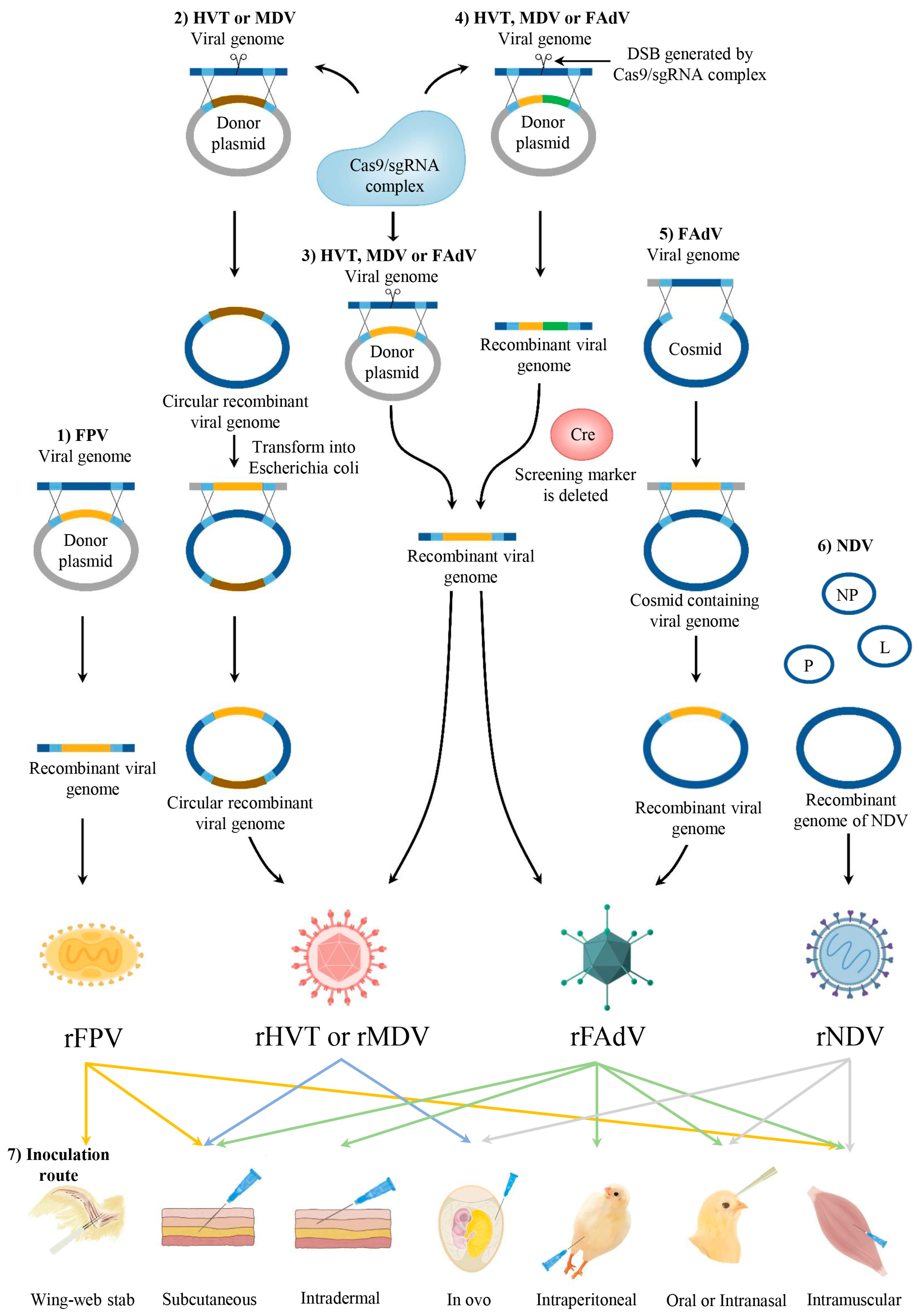 Current Status of Poultry Recombinant Virus Vector Vaccine