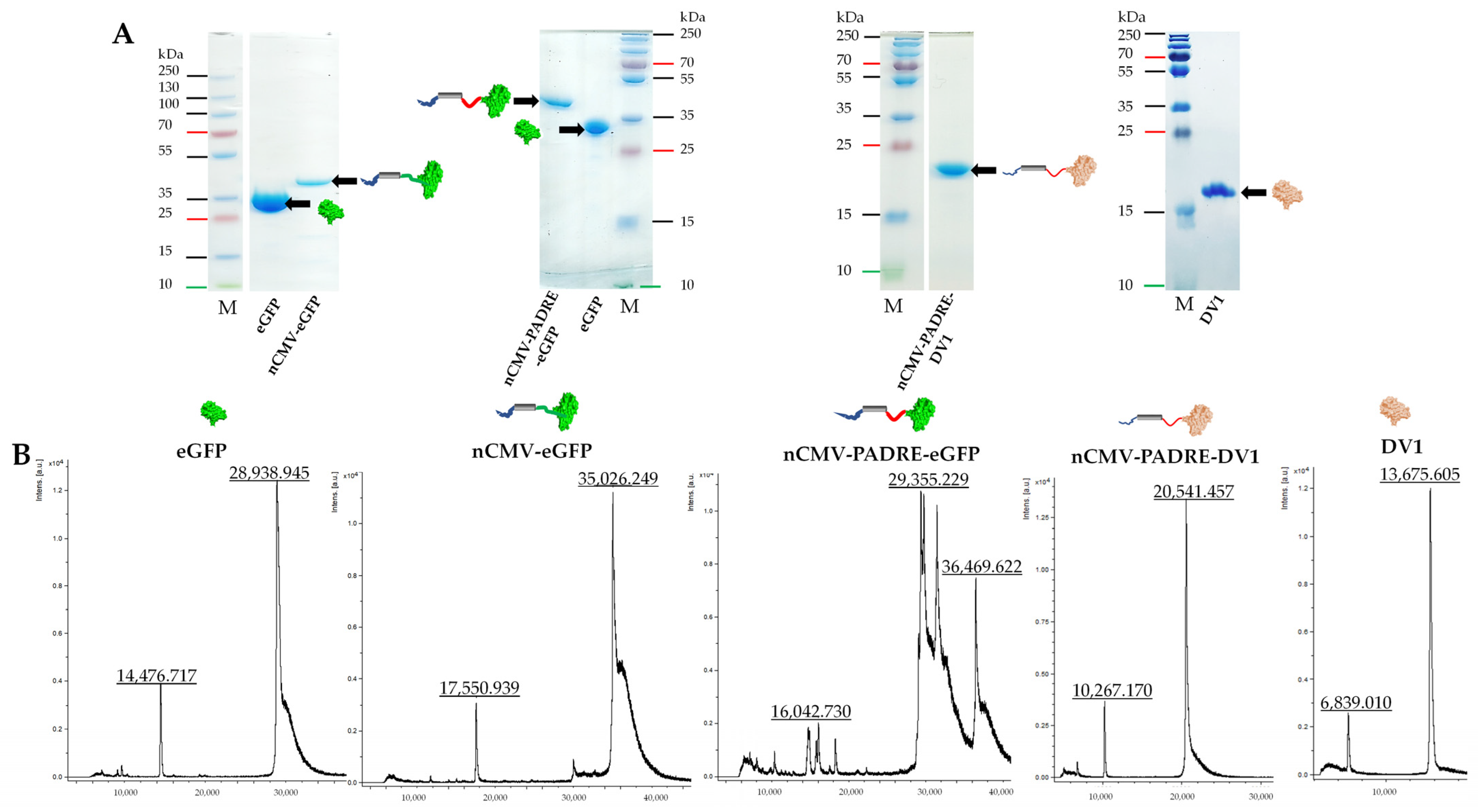 Vaccines 12 00661 g003