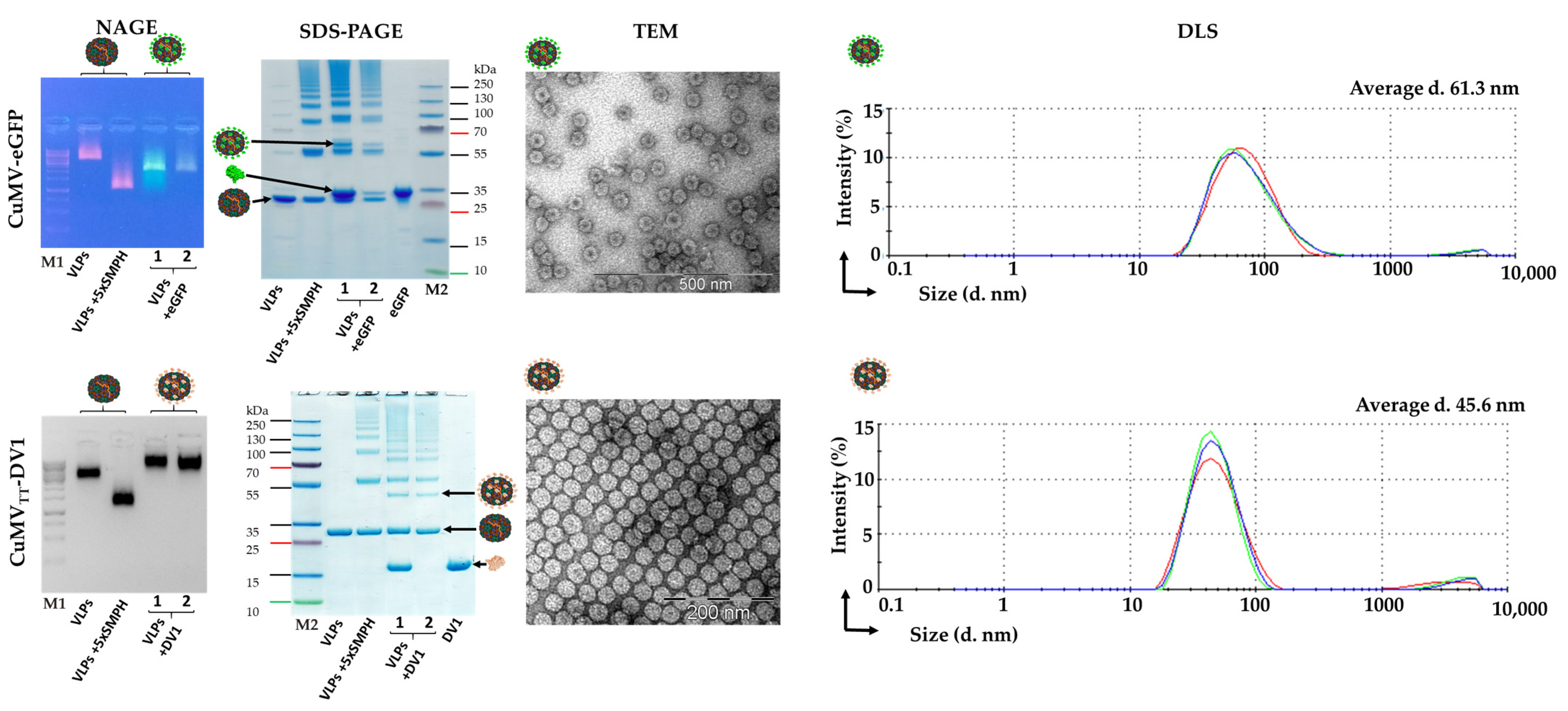 Vaccines 12 00661 g004