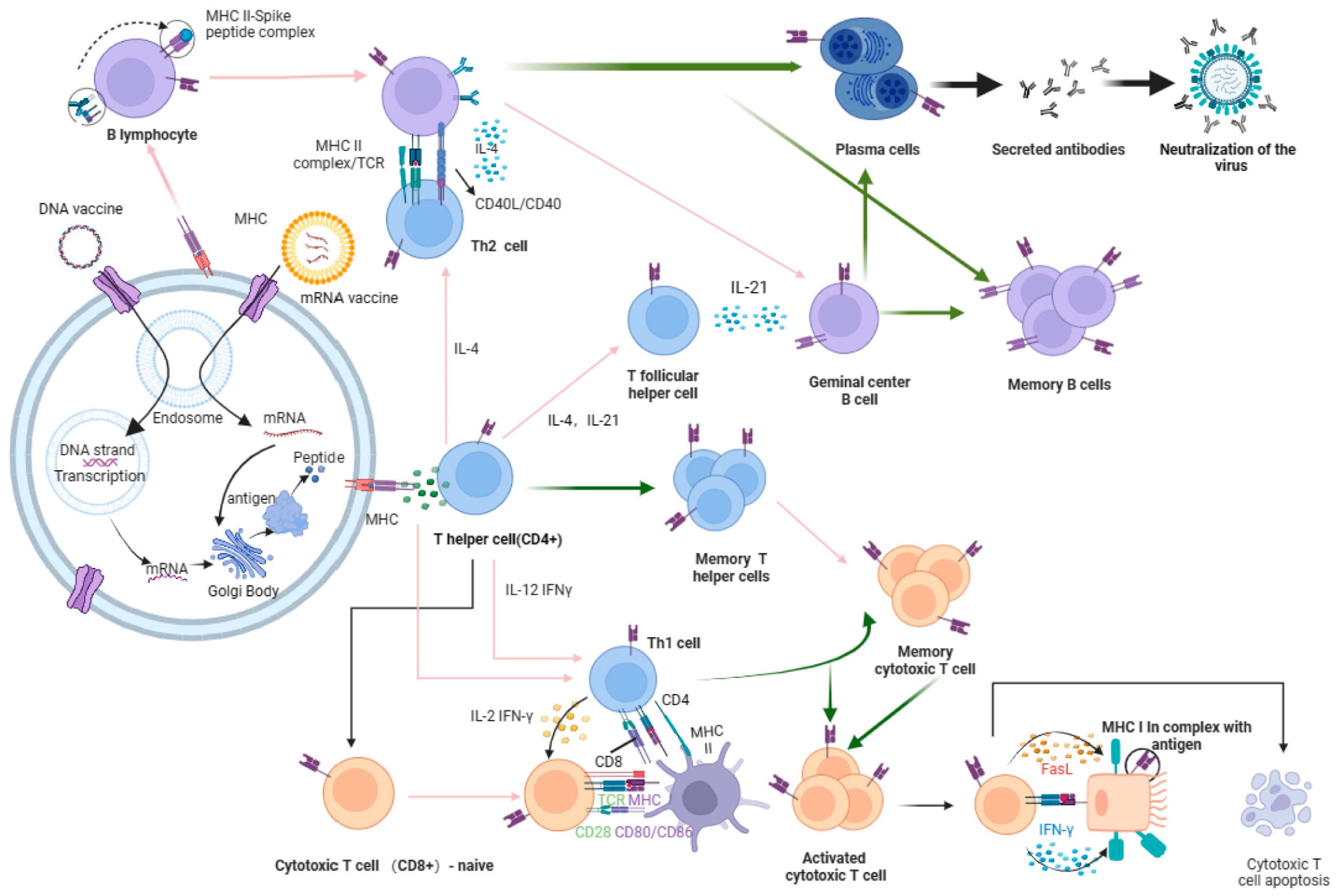 Vaccines 12 00664 g001