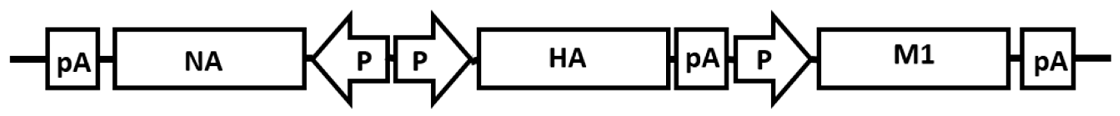 Vaccines 12 00667 g001 Vaccines 12 00667 g001