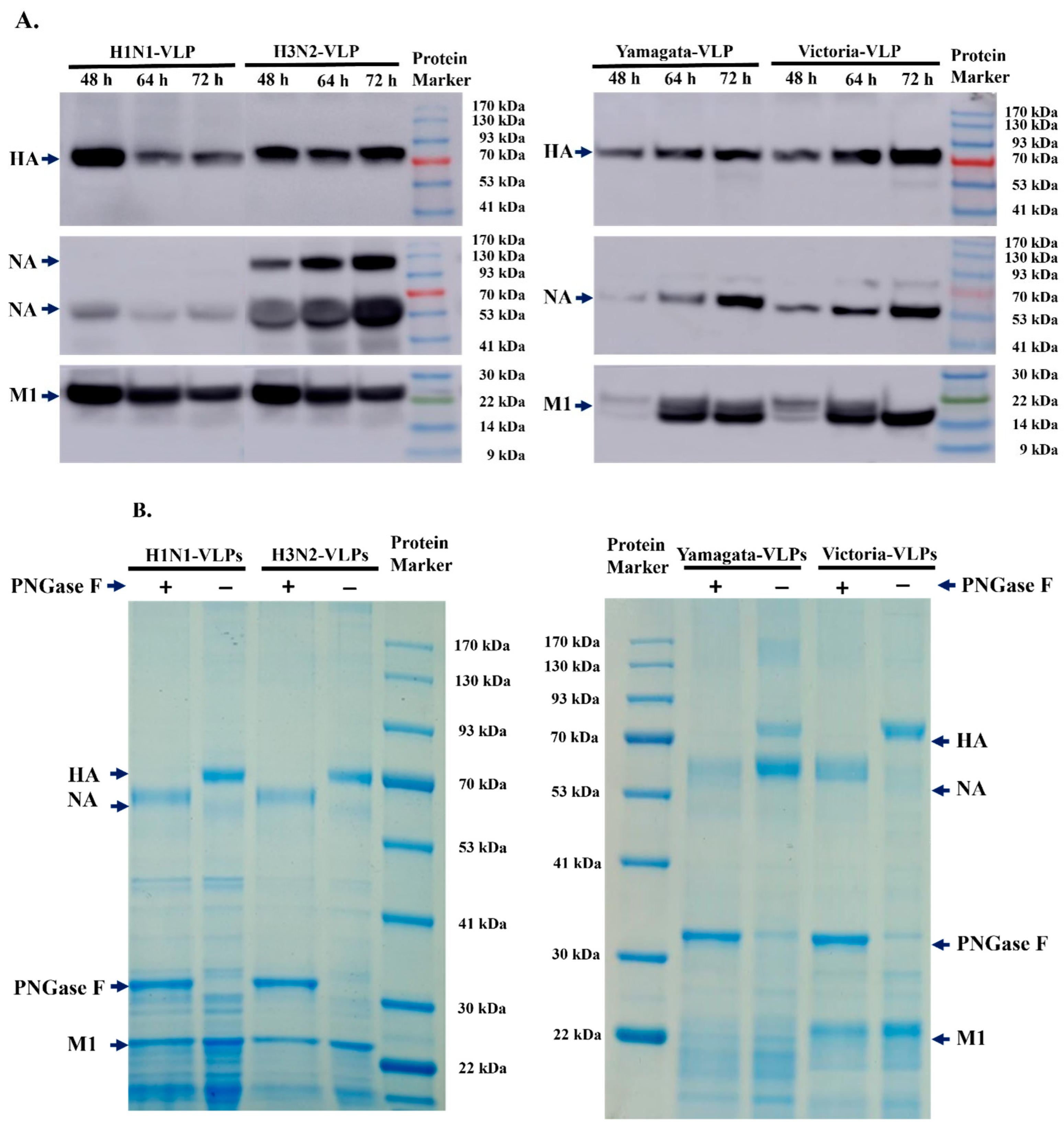 Vaccines 12 00667 g004 Vaccines 12 00667 g004