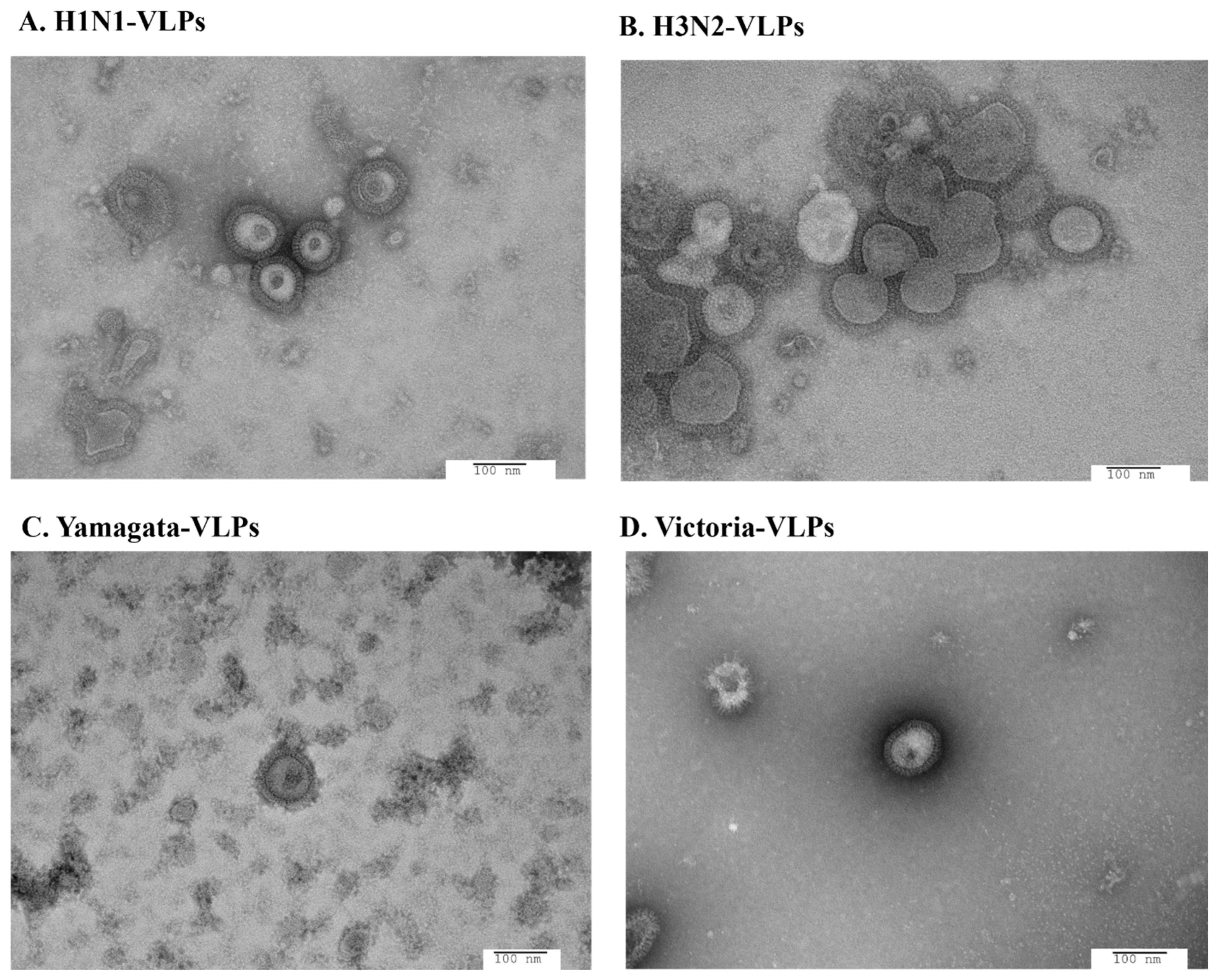 Vaccines 12 00667 g005 Vaccines 12 00667 g005