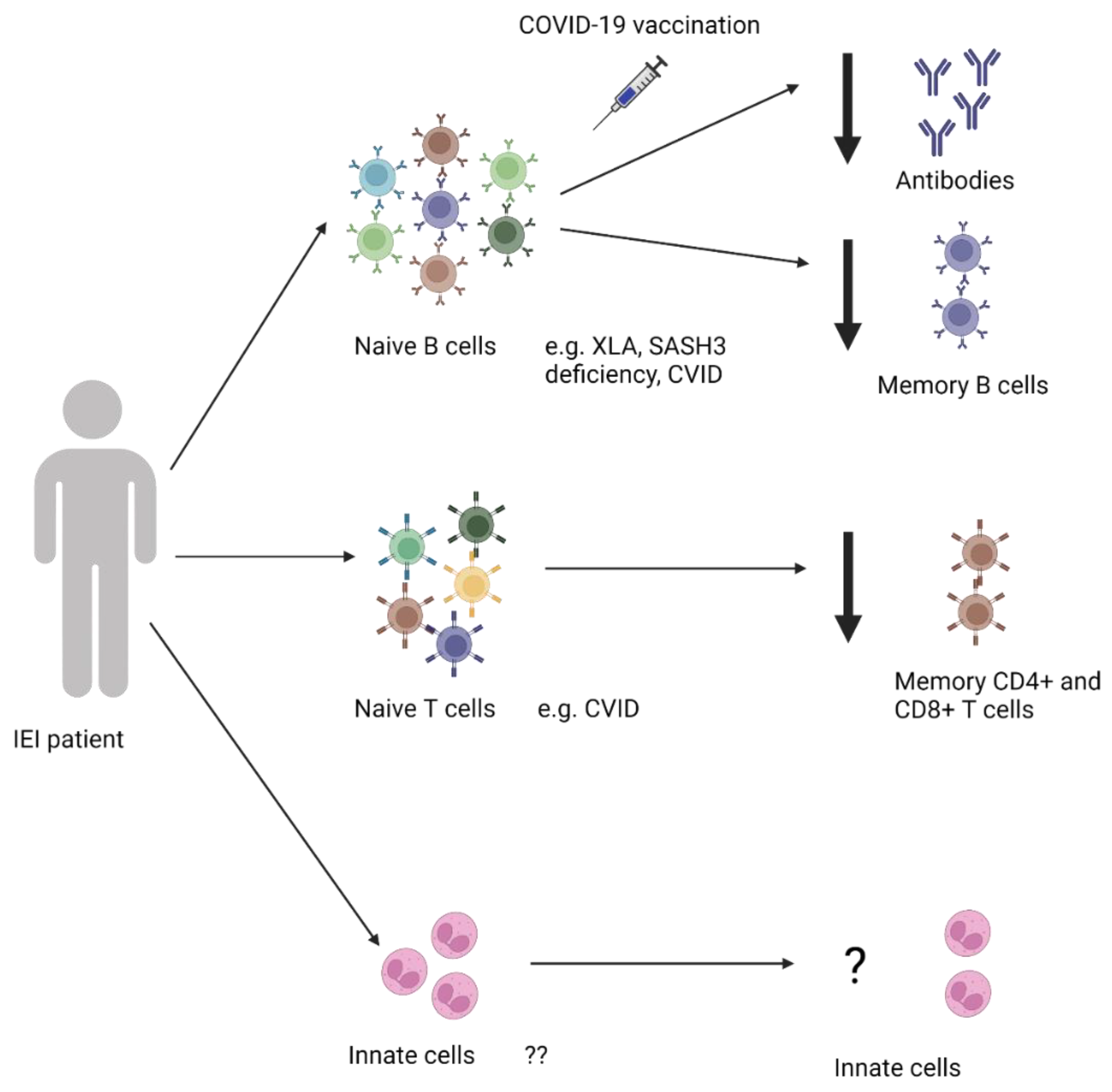 Vaccines 12 00675 g002