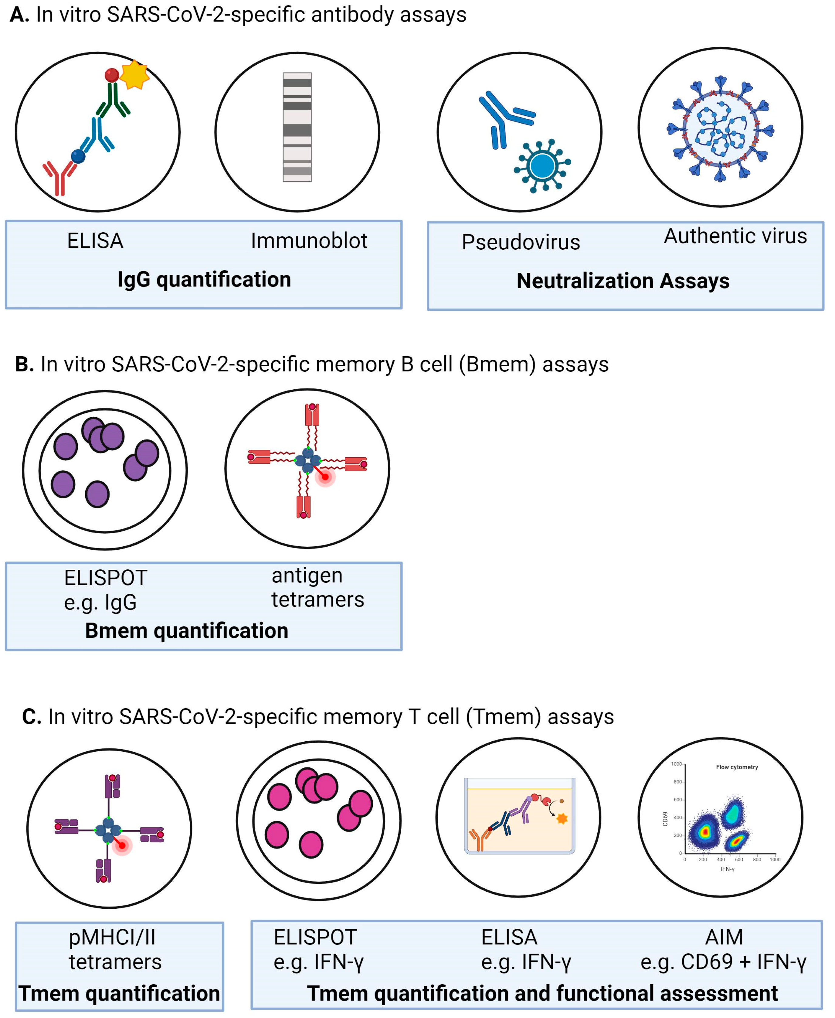 Vaccines 12 00675 g003