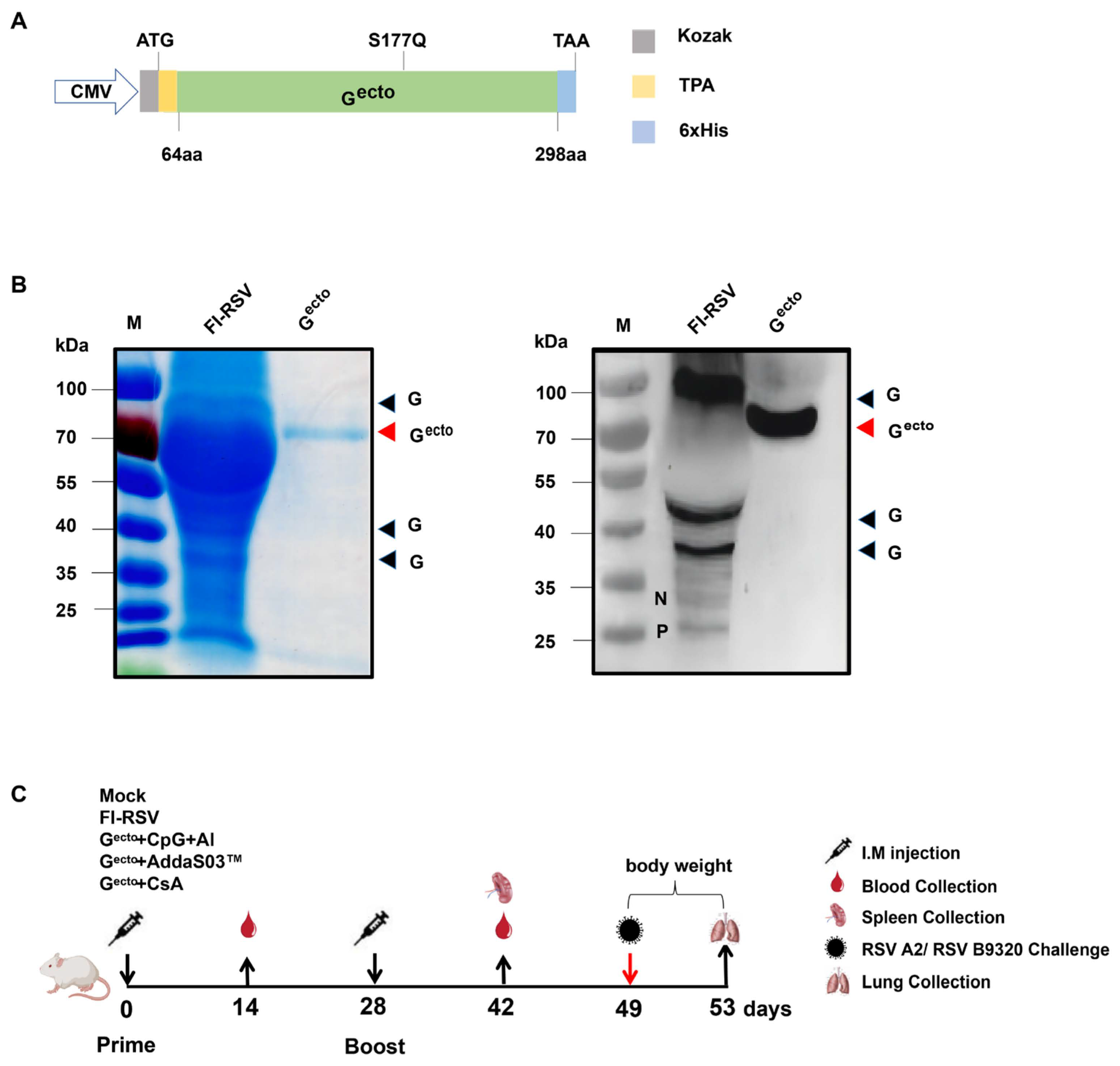 Vaccines 12 00686 g001