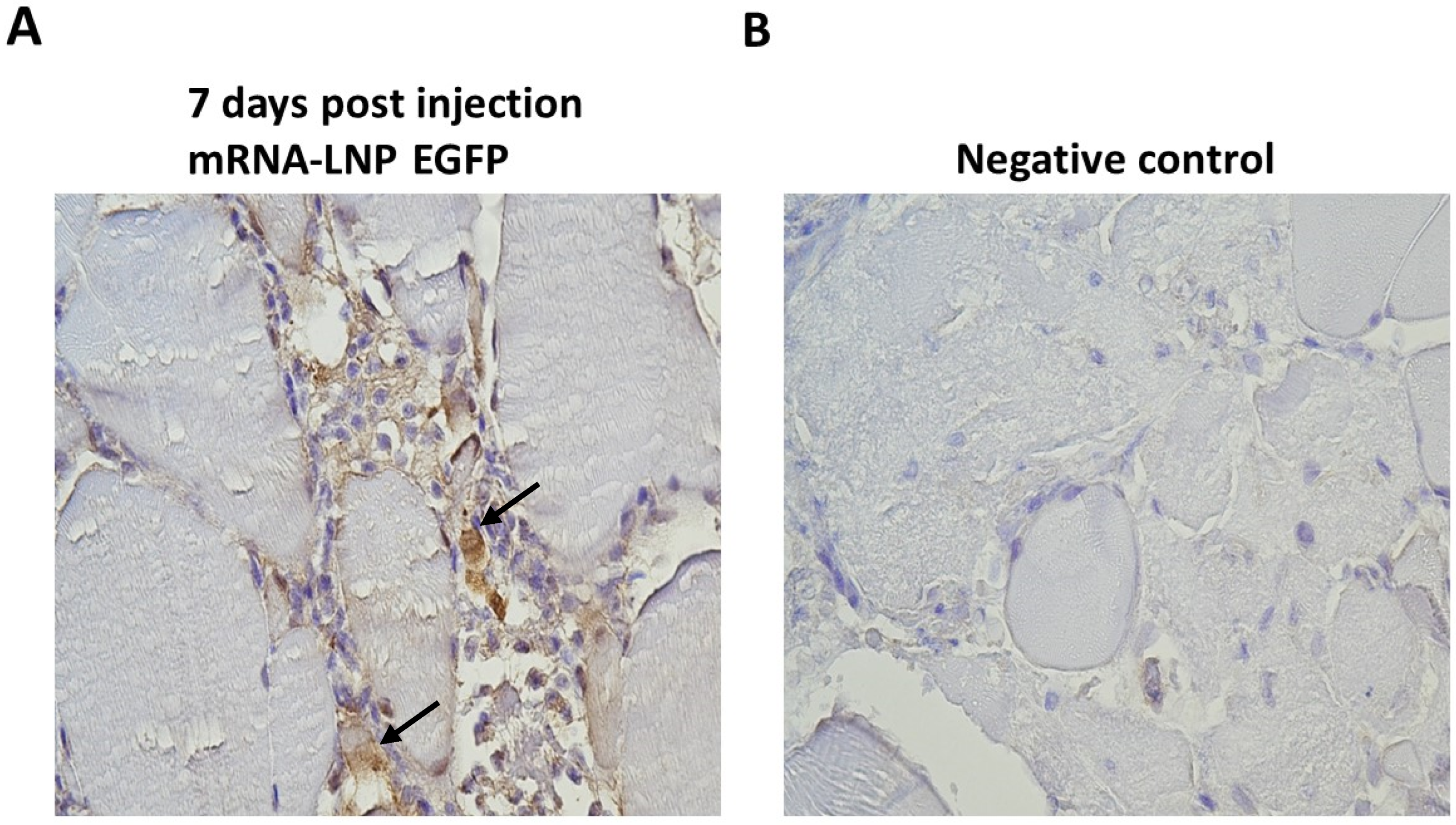 Vaccines 12 00788 g005