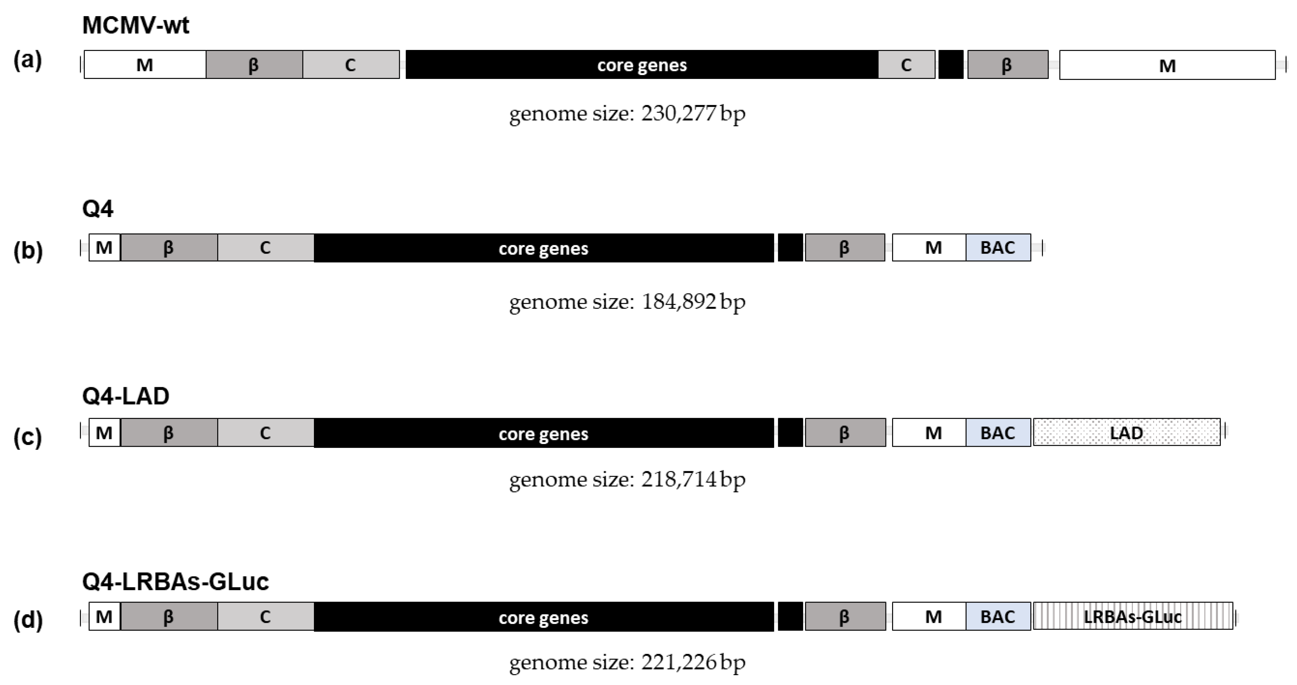 Vaccines 12 00791 g002 Vaccines 12 00791 g002