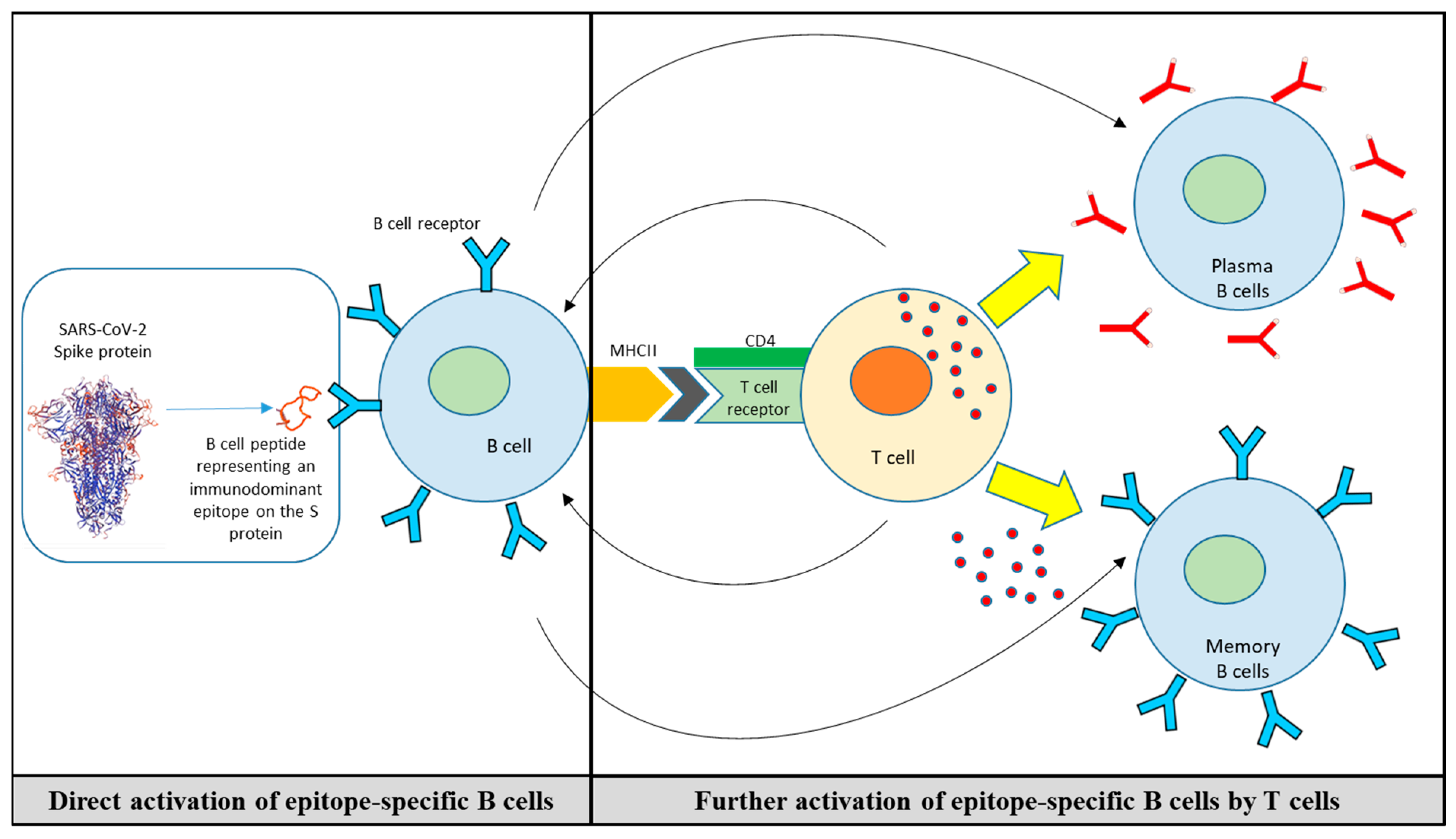 Vaccines 12 00795 g003