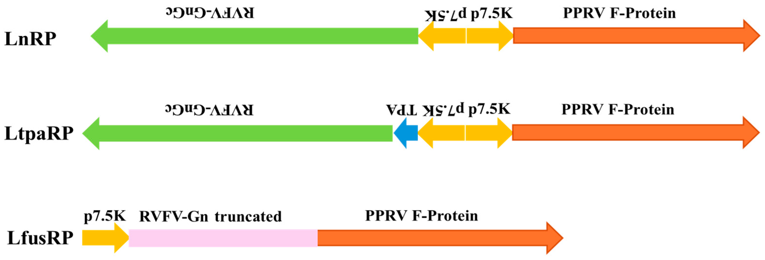 Vaccines 12 00805 g001