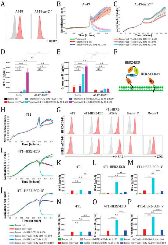 HER2-CD3-Fc Bispecific Antibody-Encoding mRNA Delivered by Lipid ...