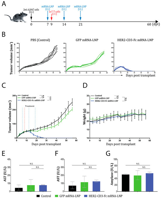 HER2-CD3-Fc Bispecific Antibody-Encoding mRNA Delivered by Lipid ...