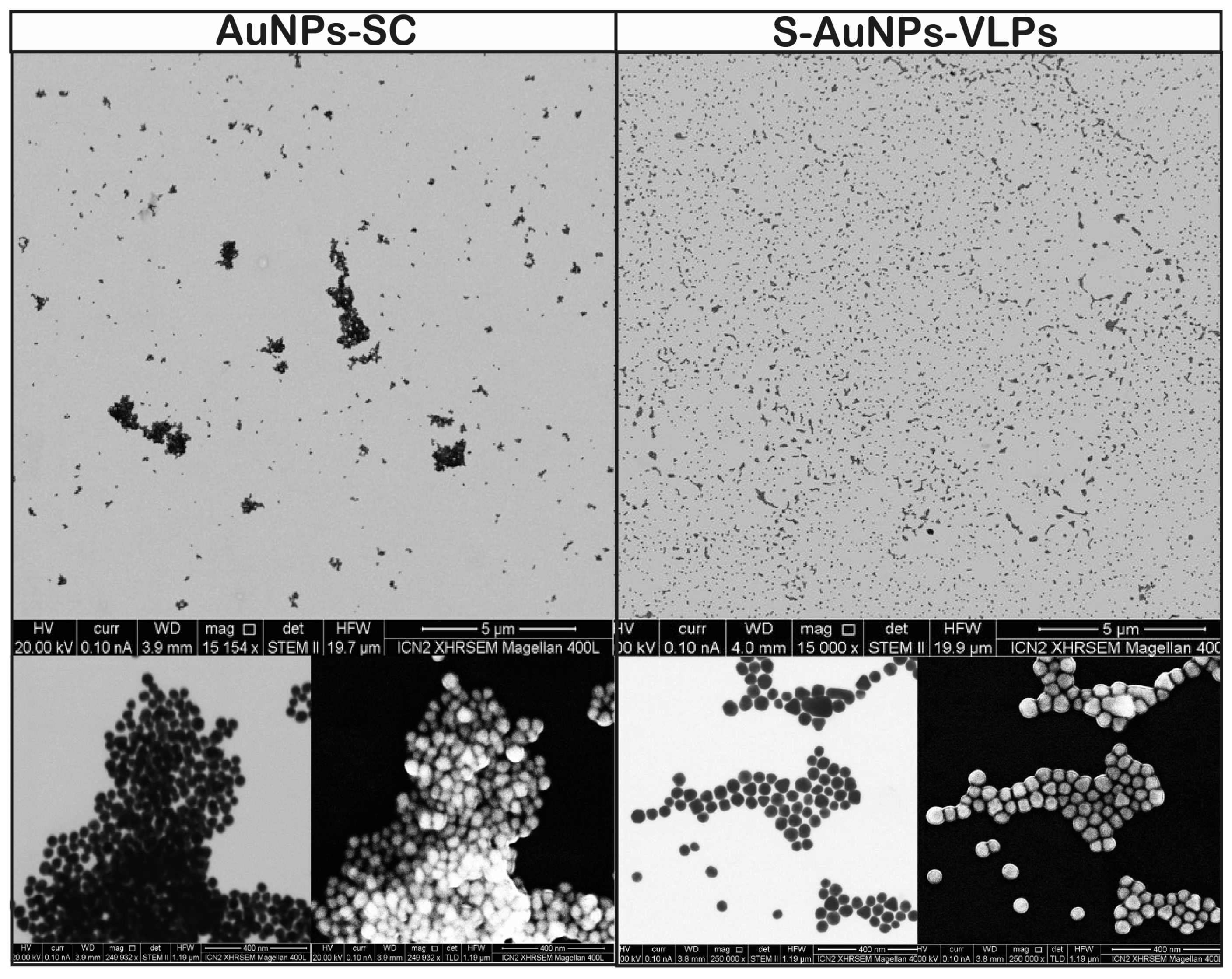 Vaccines 12 00829 g004