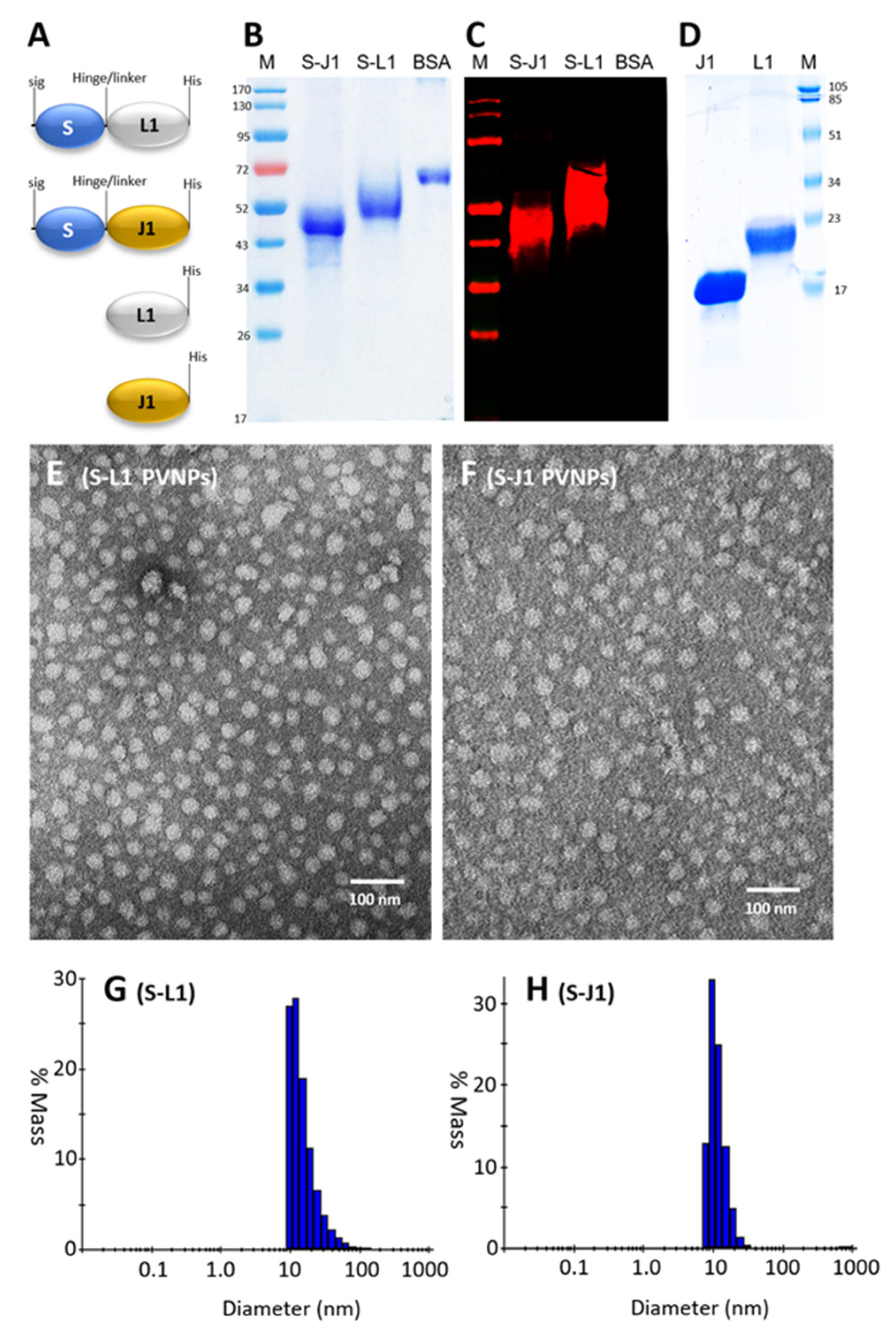 Vaccines 12 00846 g001