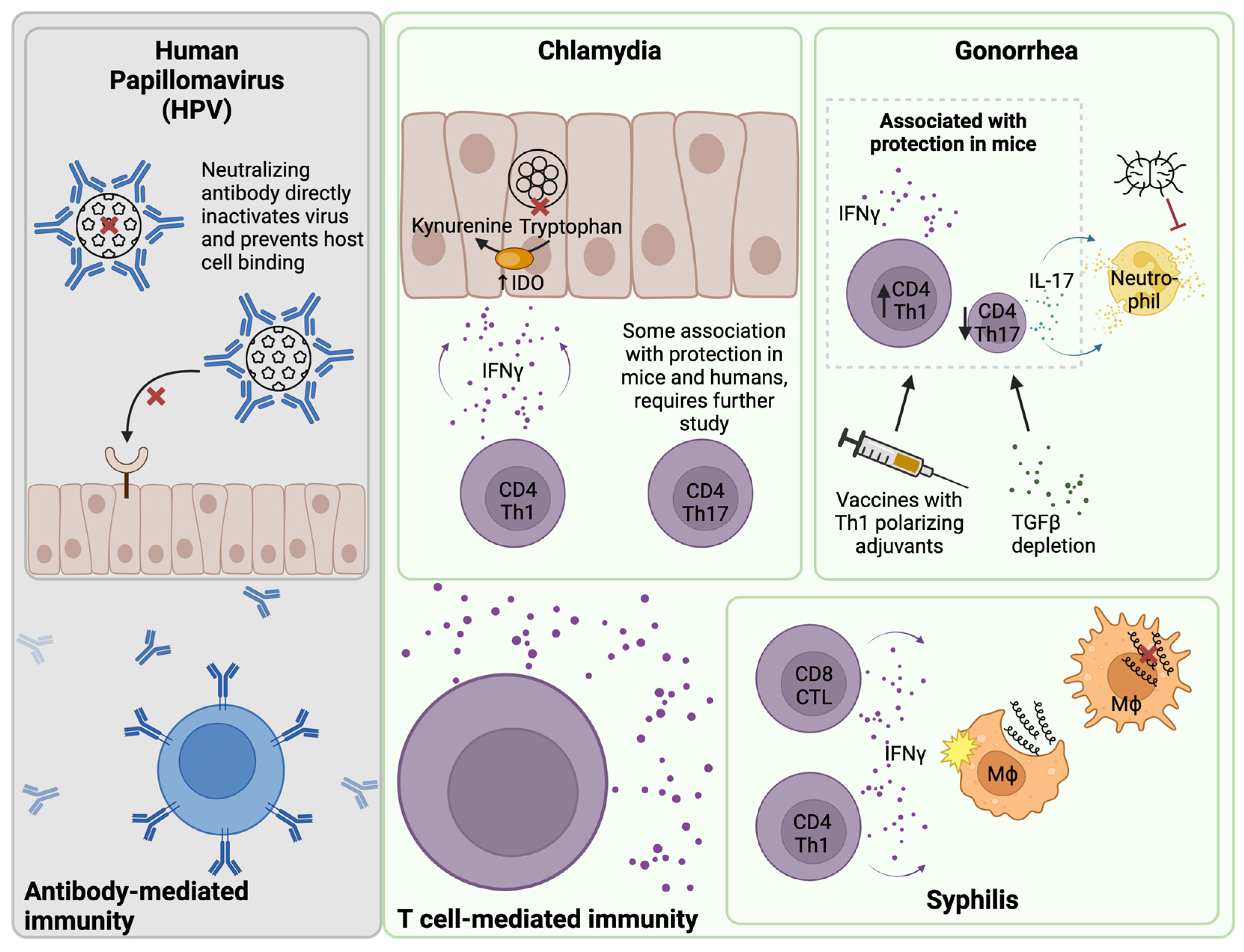 Vaccines 12 00863 g001