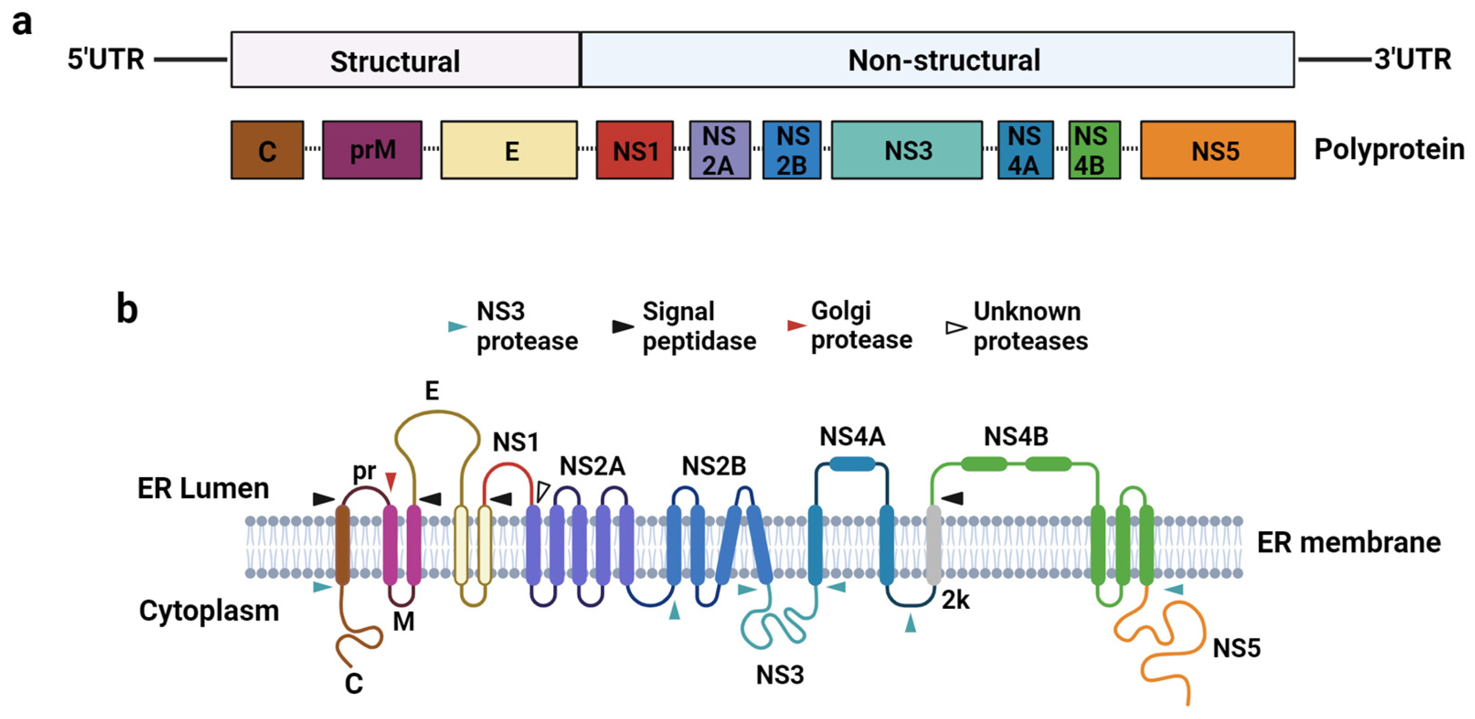 Vaccines 12 00865 g001 Vaccines 12 00865 g001