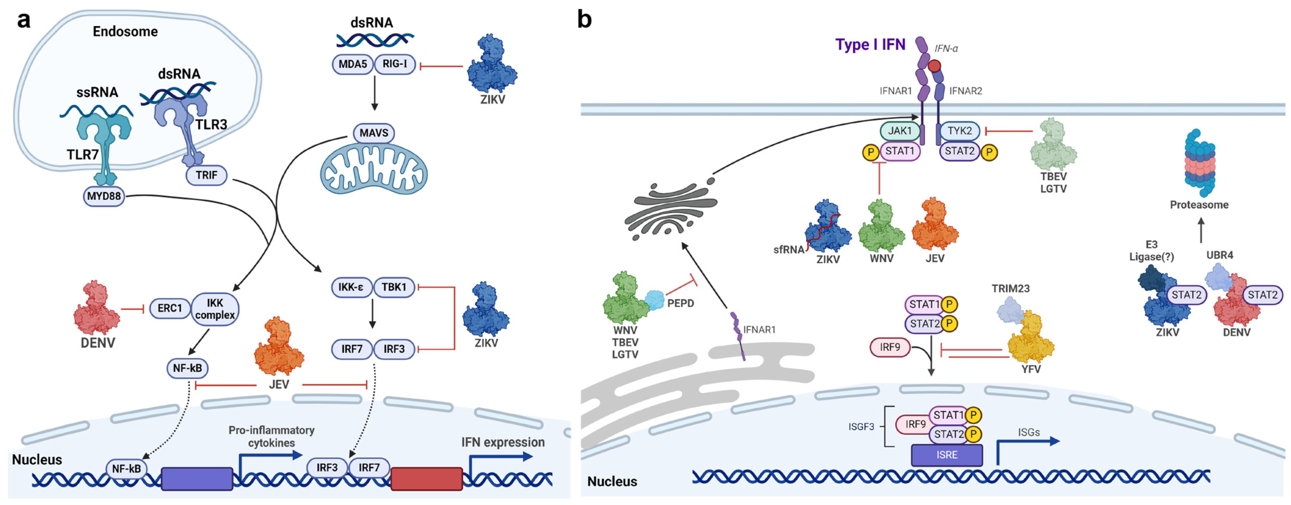 Vaccines 12 00865 g004 Vaccines 12 00865 g004