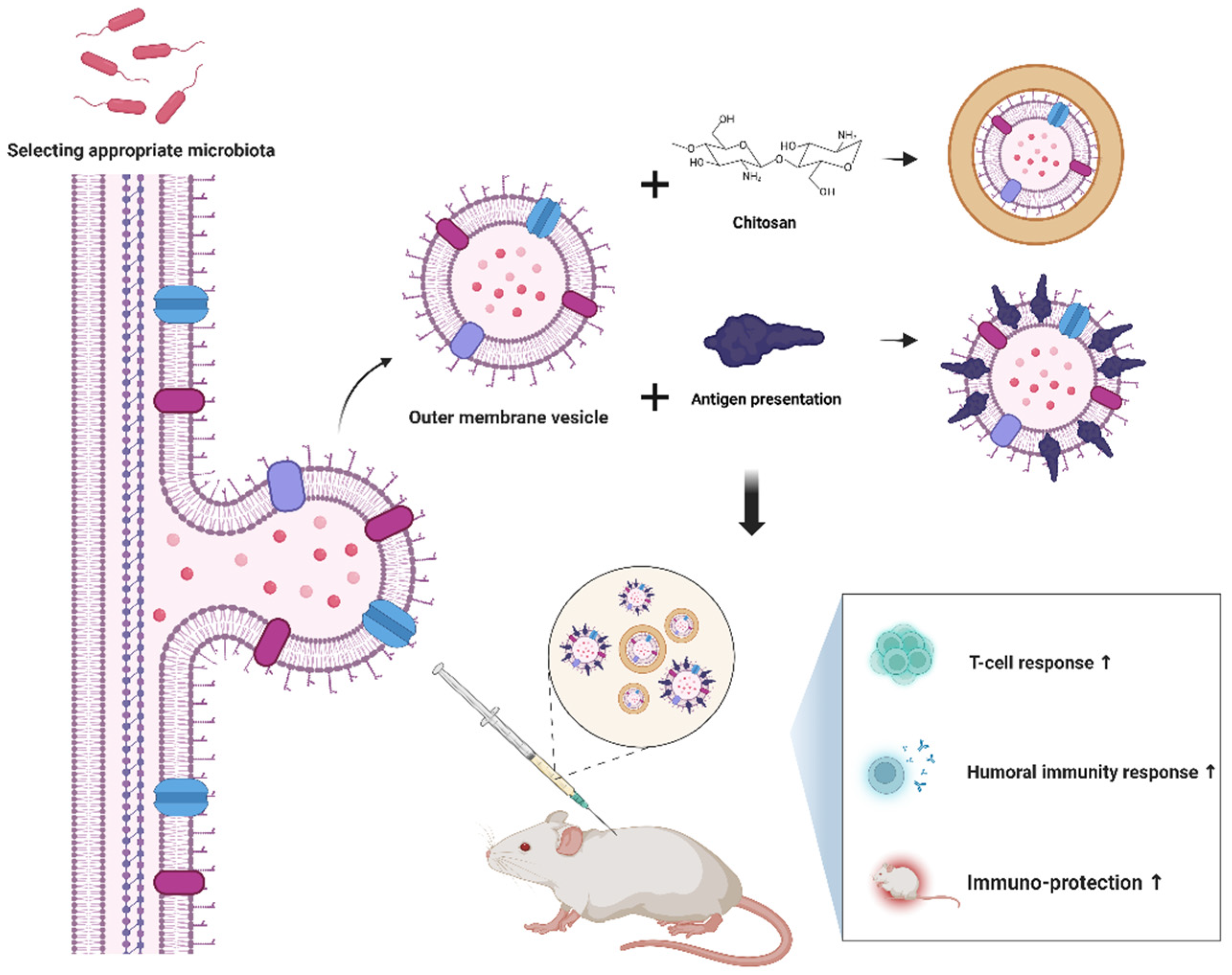 Vaccines 12 00868 g002