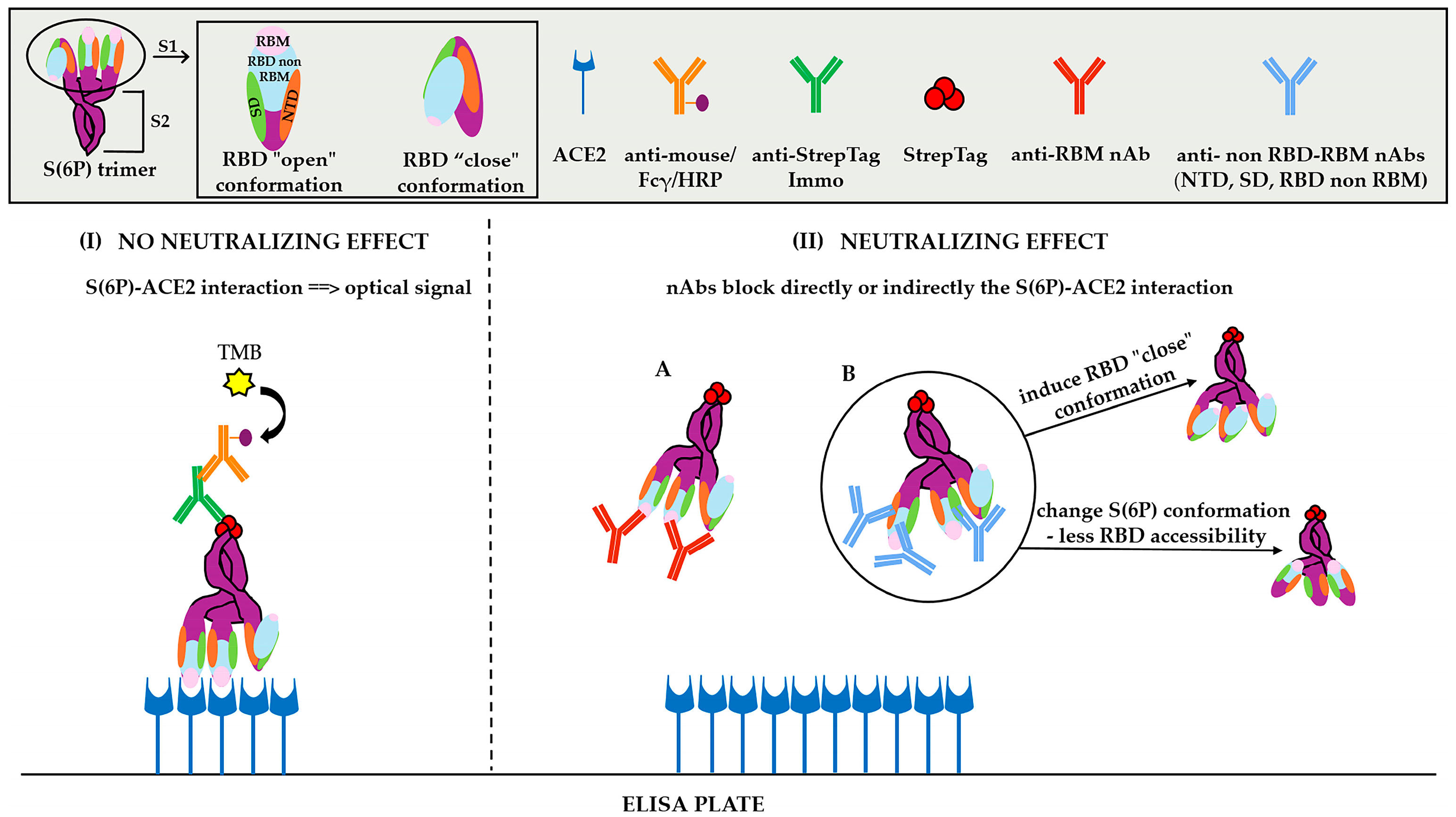 Vaccines 12 00914 g001