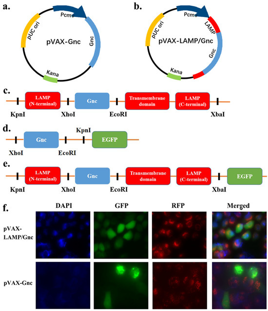 DNA Vaccines Encoding HTNV GP-Derived Th Epitopes Benefited