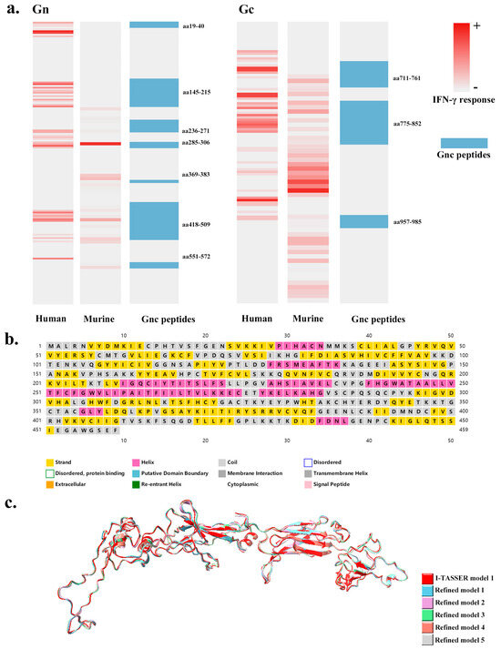 DNA Vaccines Encoding HTNV GP-Derived Th Epitopes Benefited