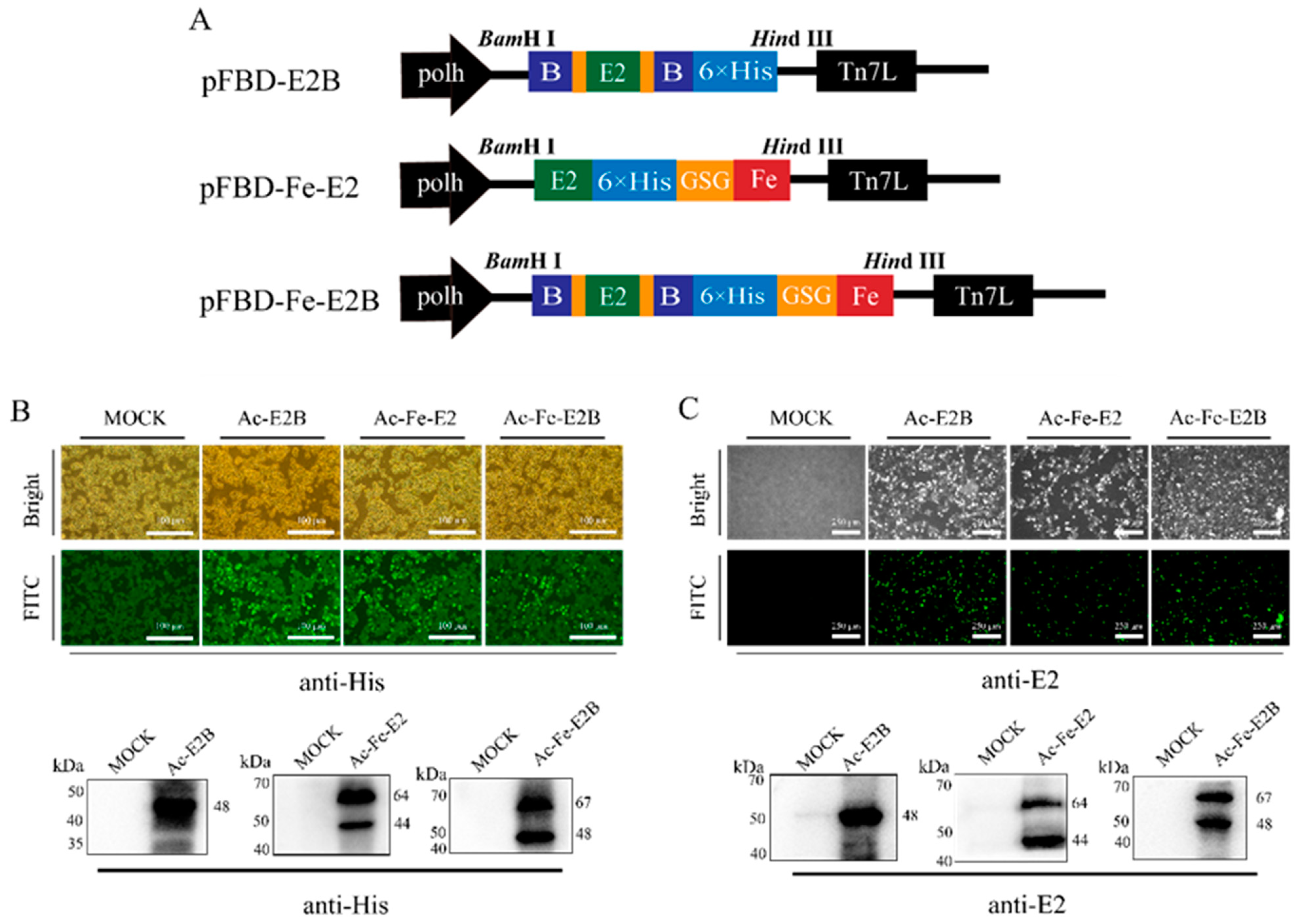 Vaccines 12 00948 g001
