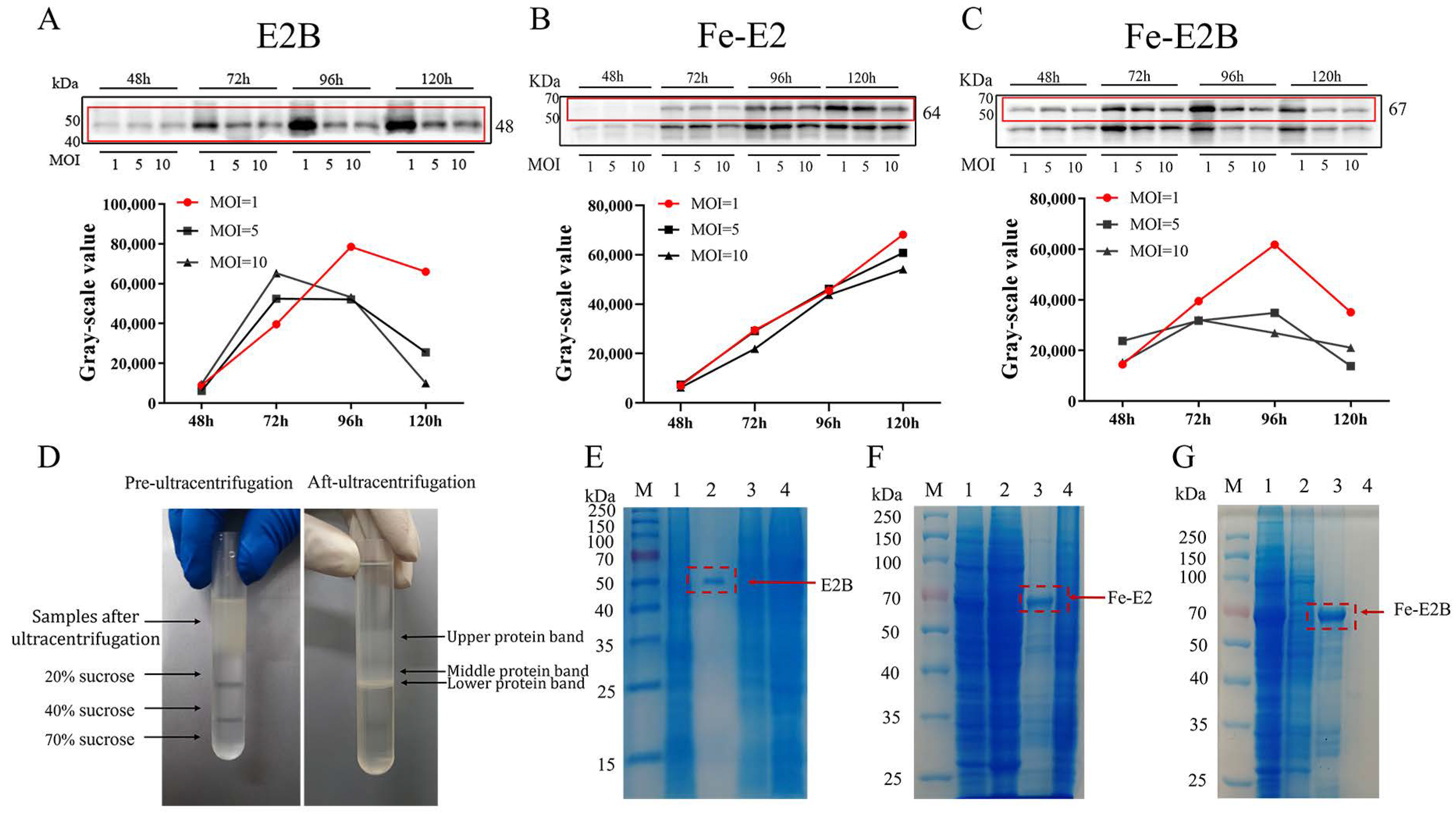 Vaccines 12 00948 g002