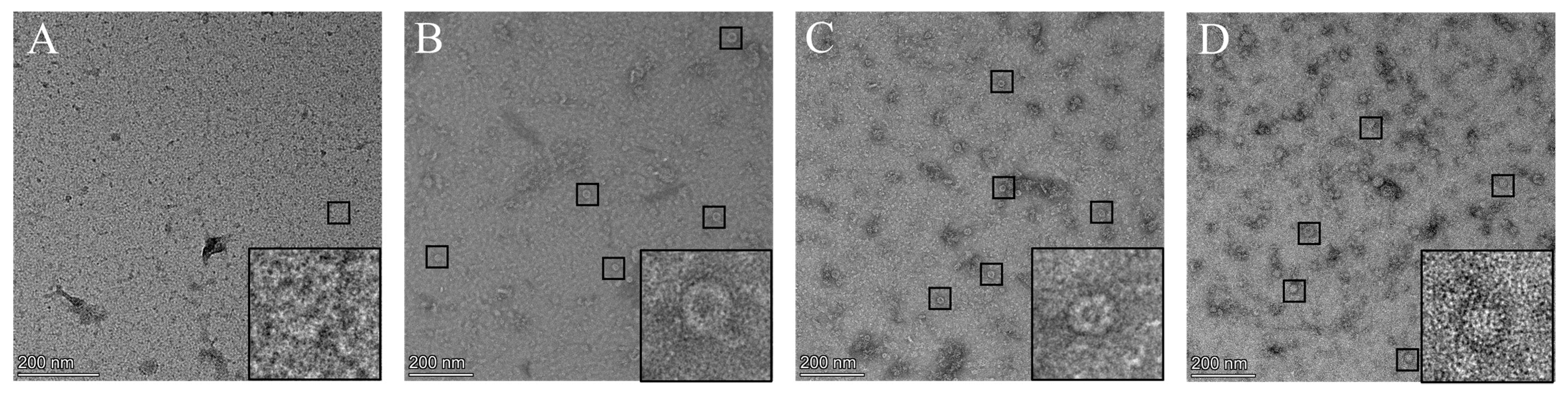 Vaccines 12 00948 g003