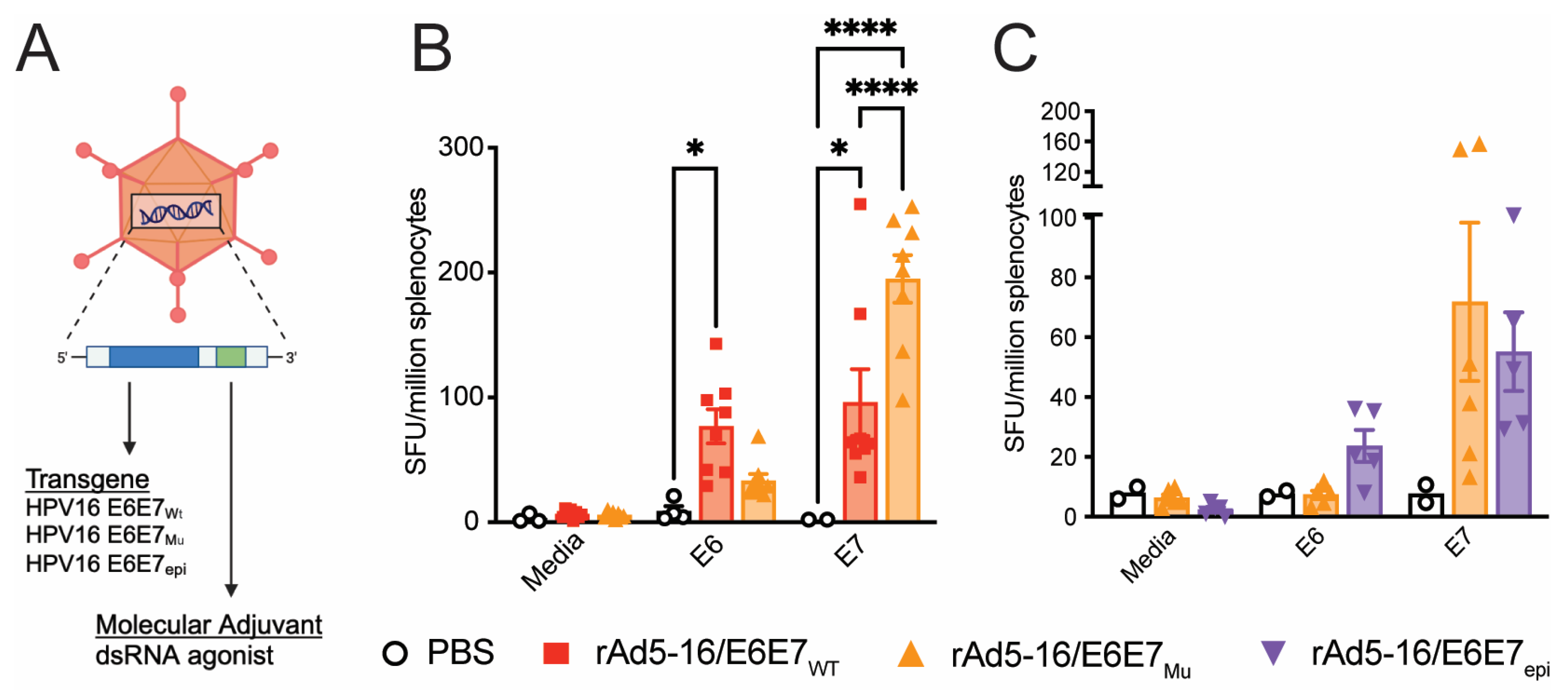 Vaccines 12 00955 g001