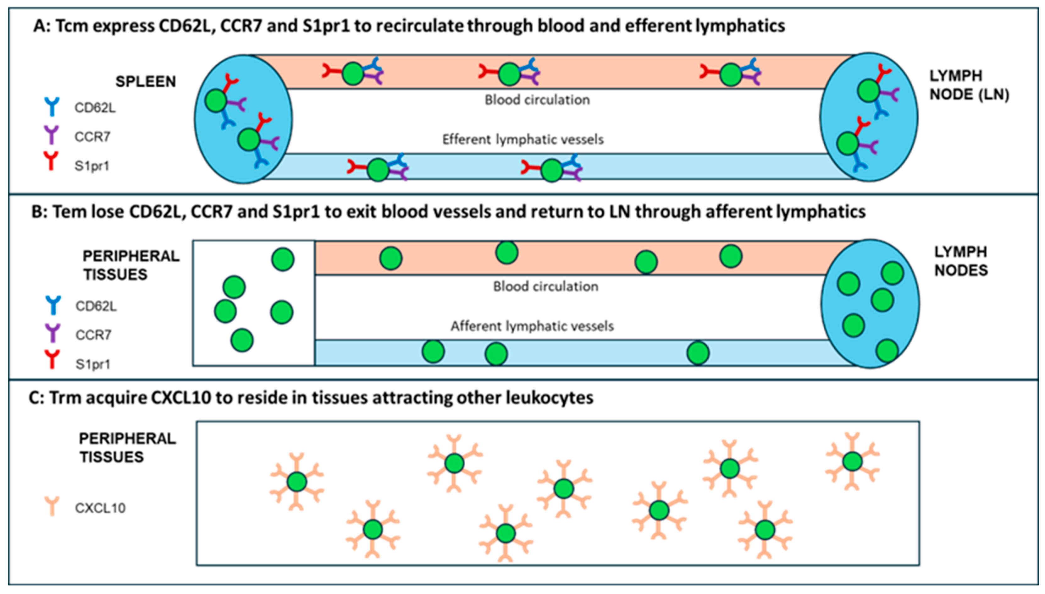 Vaccines 12 00992 g002