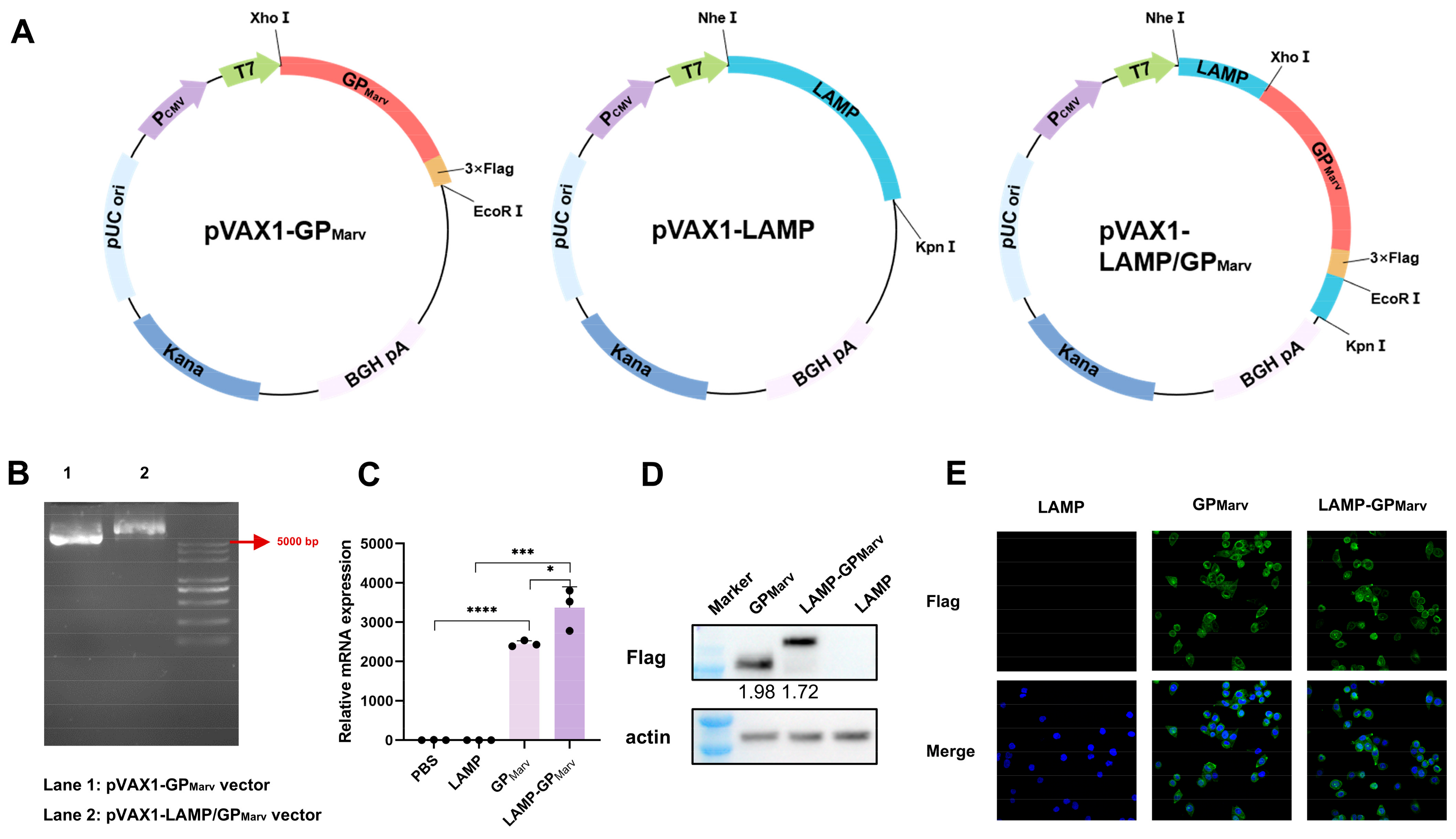 Bioengineering Microgels and Hydrogel Microparticles for Sensing  Biomolecular Targets