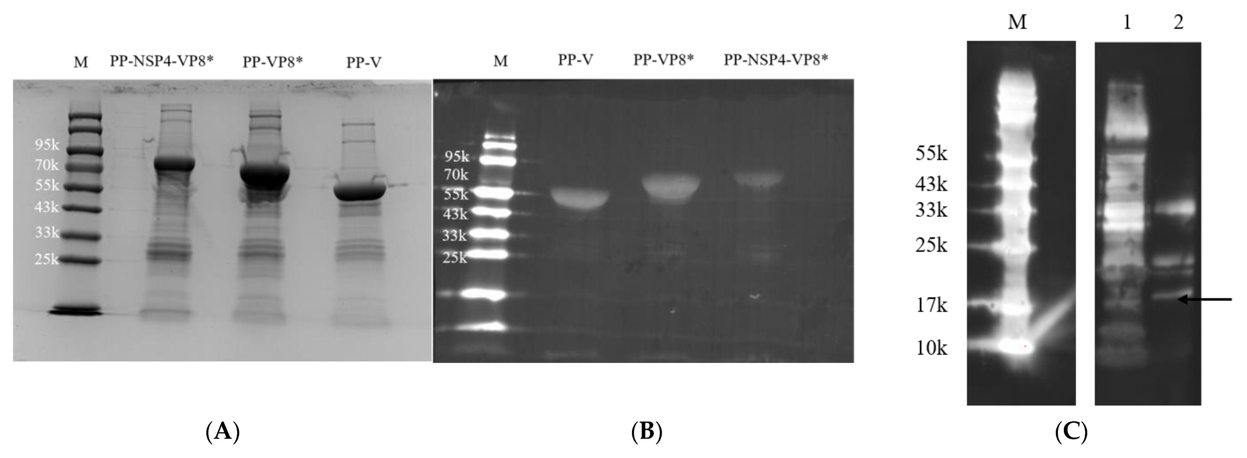 Vaccines 12 01025 g001a Vaccines 12 01025 g001a
