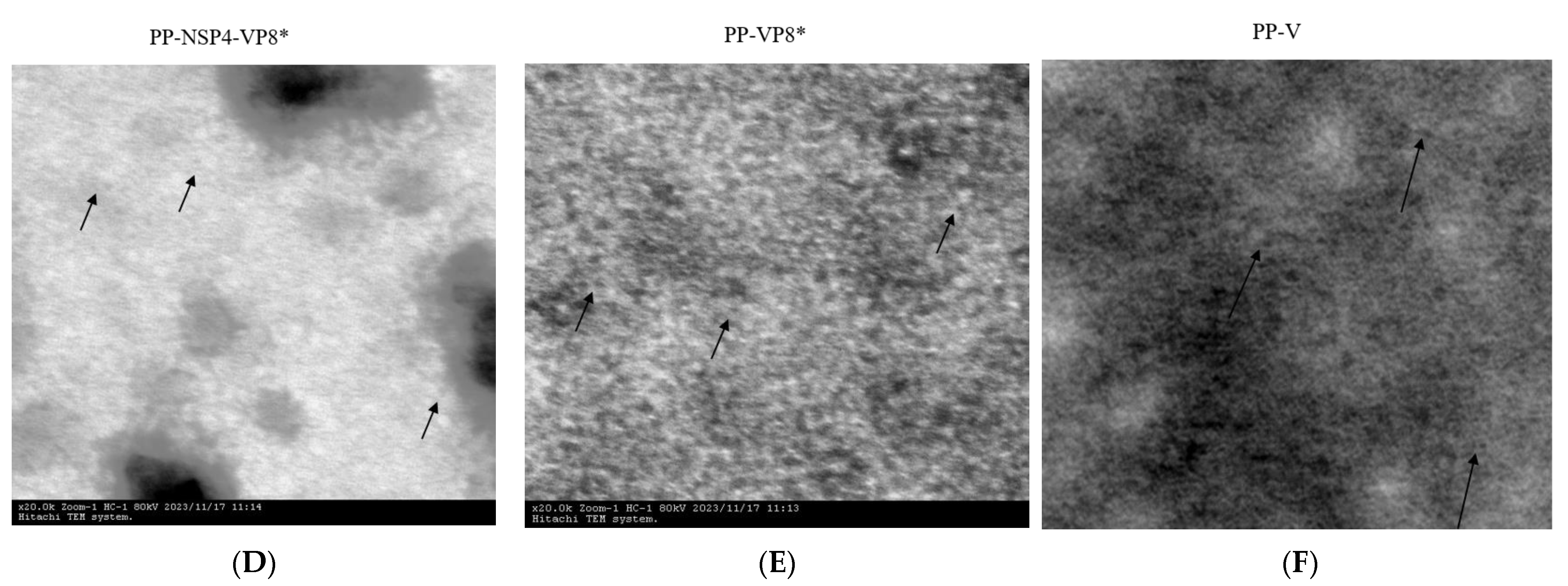 Vaccines 12 01025 g001b Vaccines 12 01025 g001b