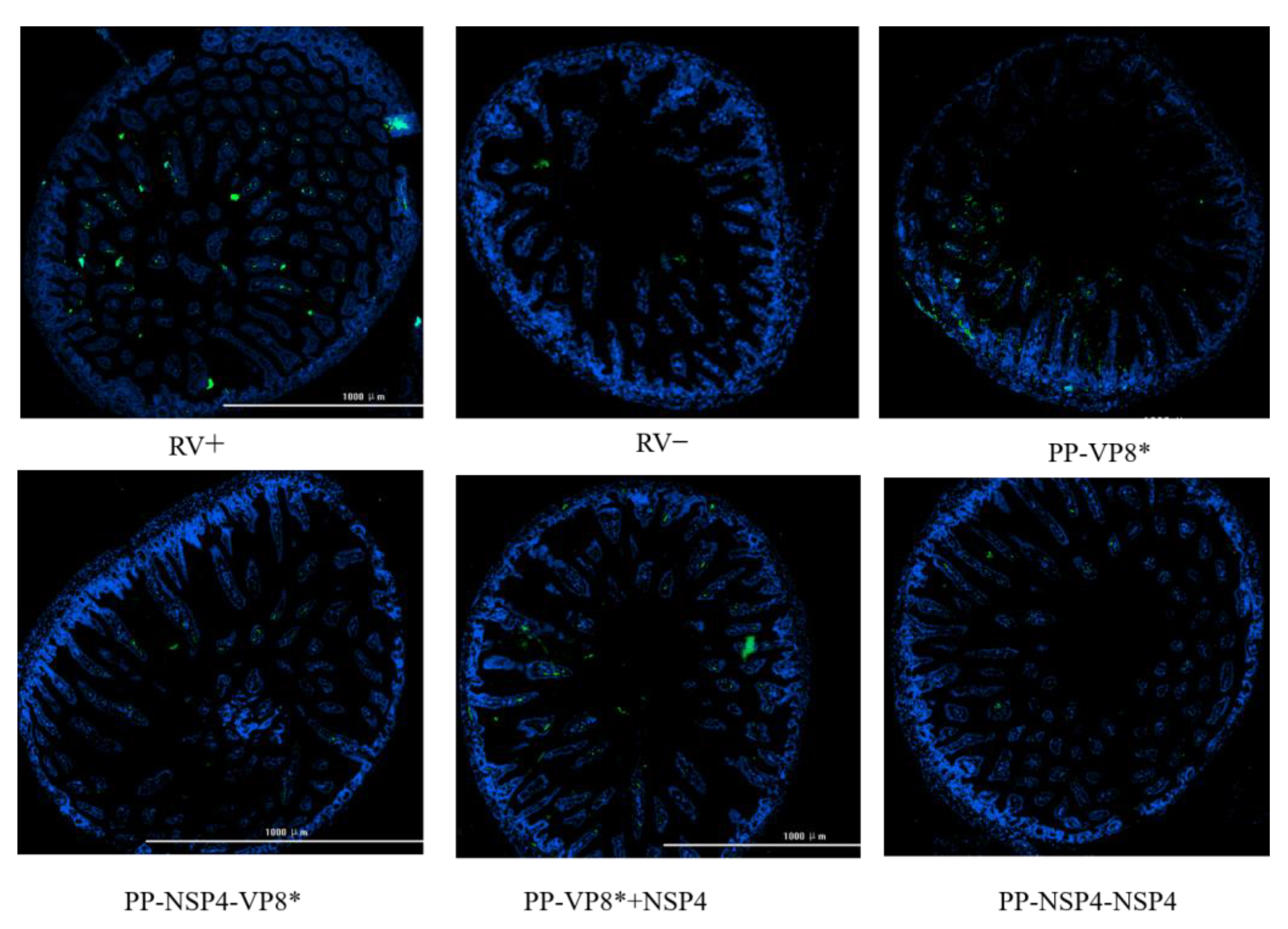 Vaccines 12 01025 g010 Vaccines 12 01025 g010