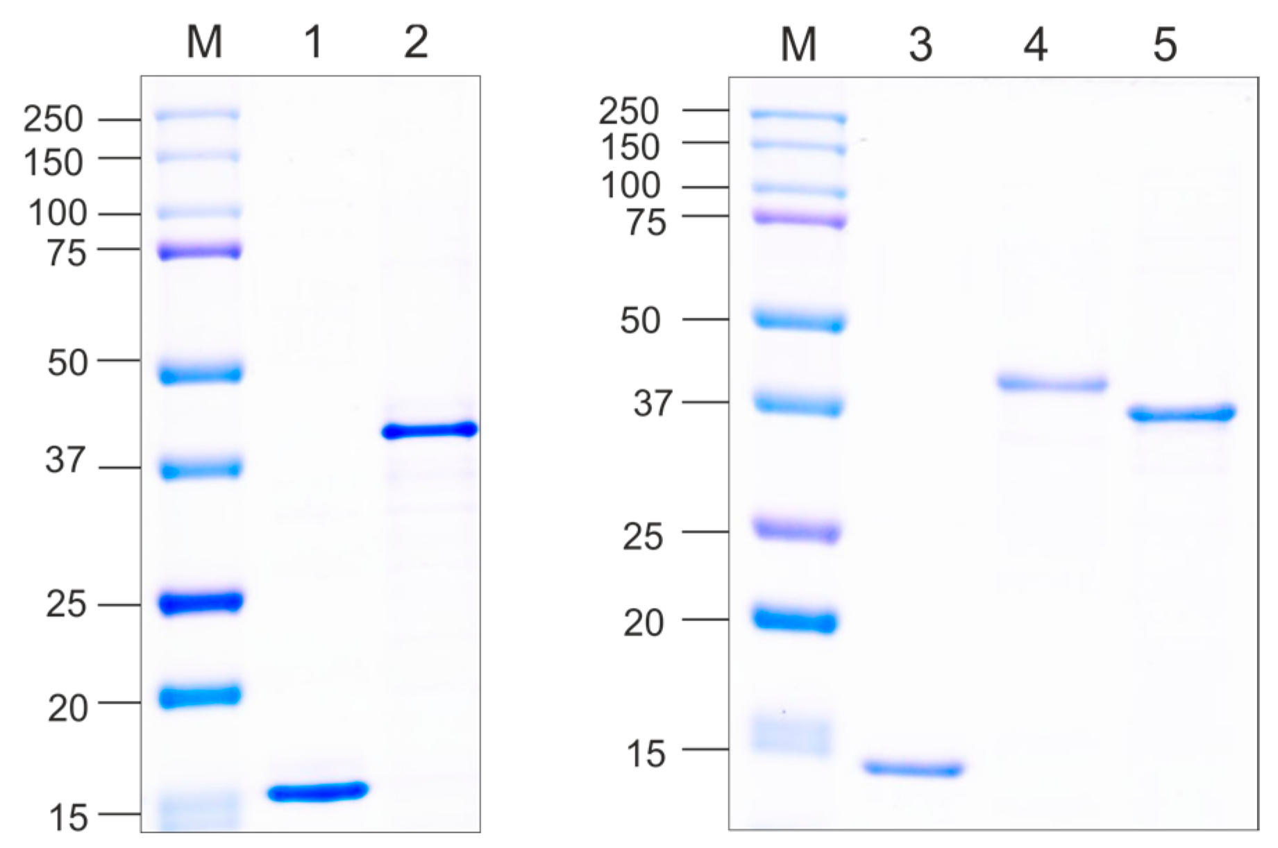 Vaccines 12 01033 g003