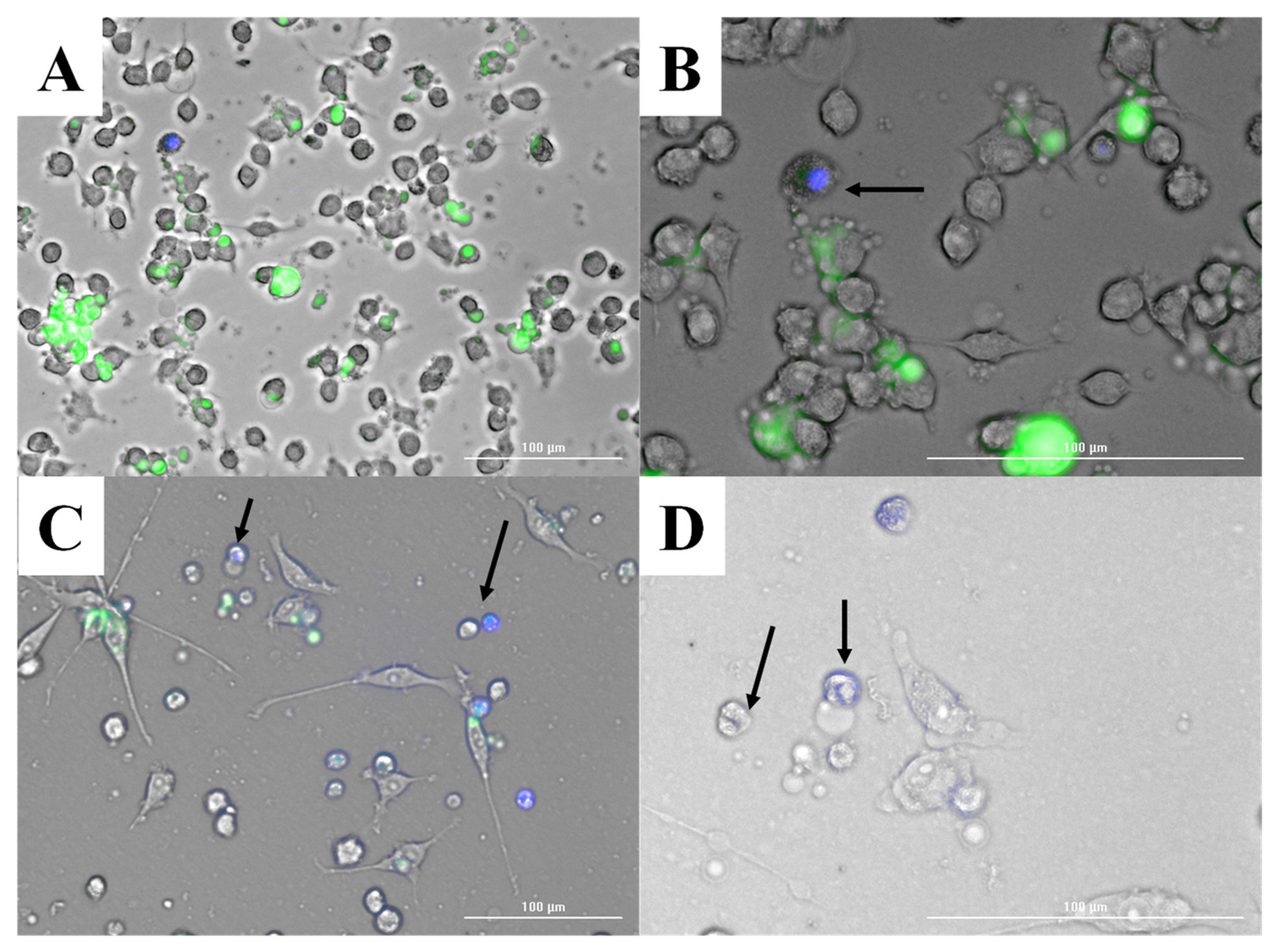Vaccines 12 01049 g001