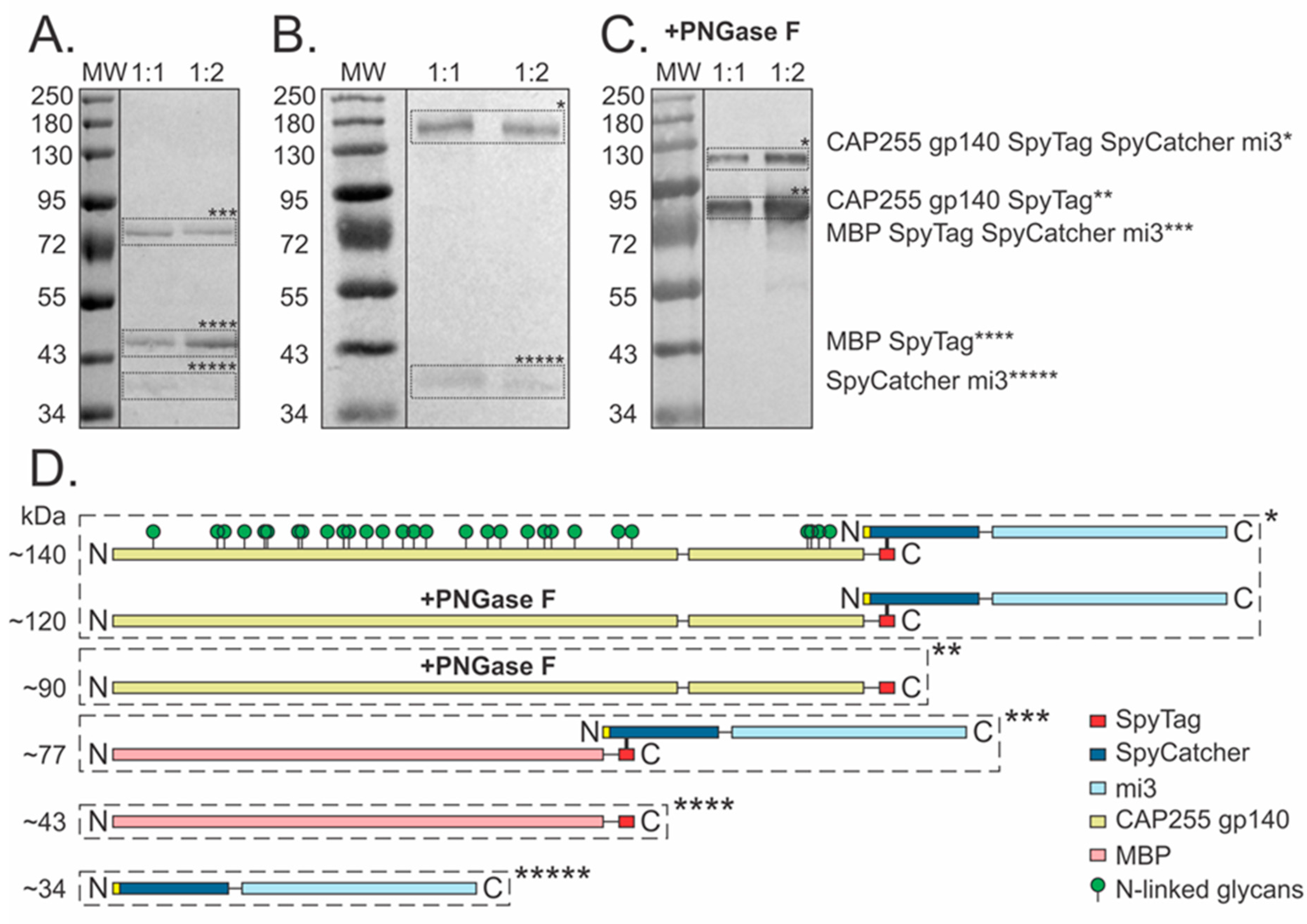Vaccines 12 01063 g003