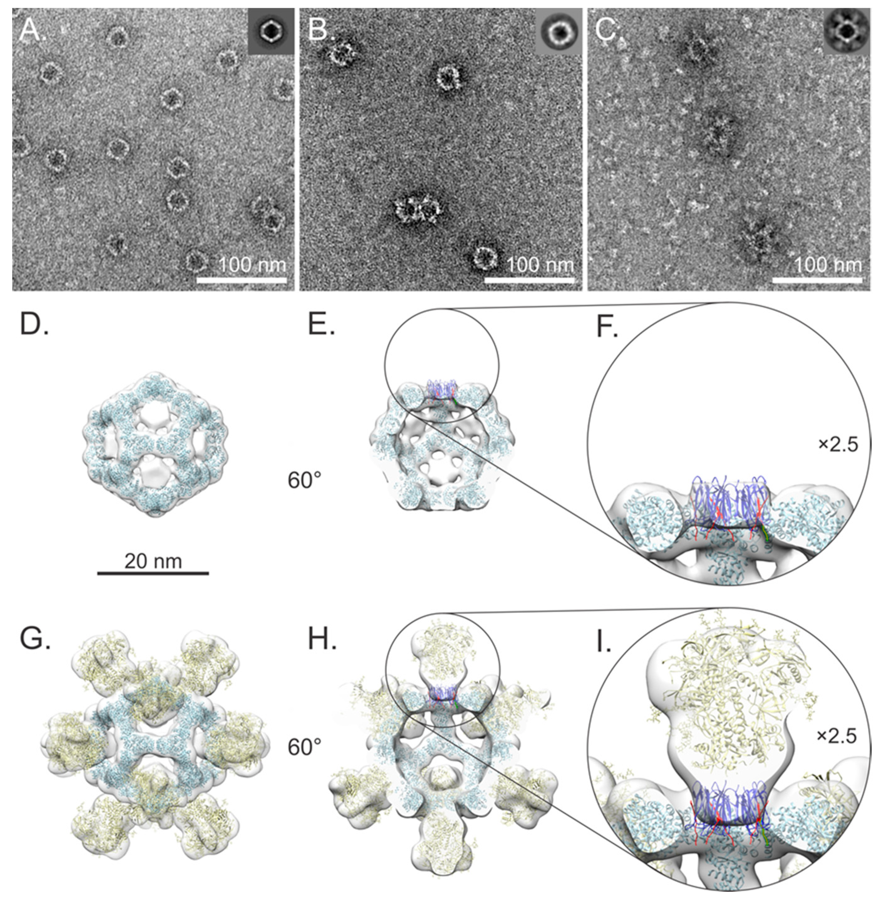 Vaccines 12 01063 g004