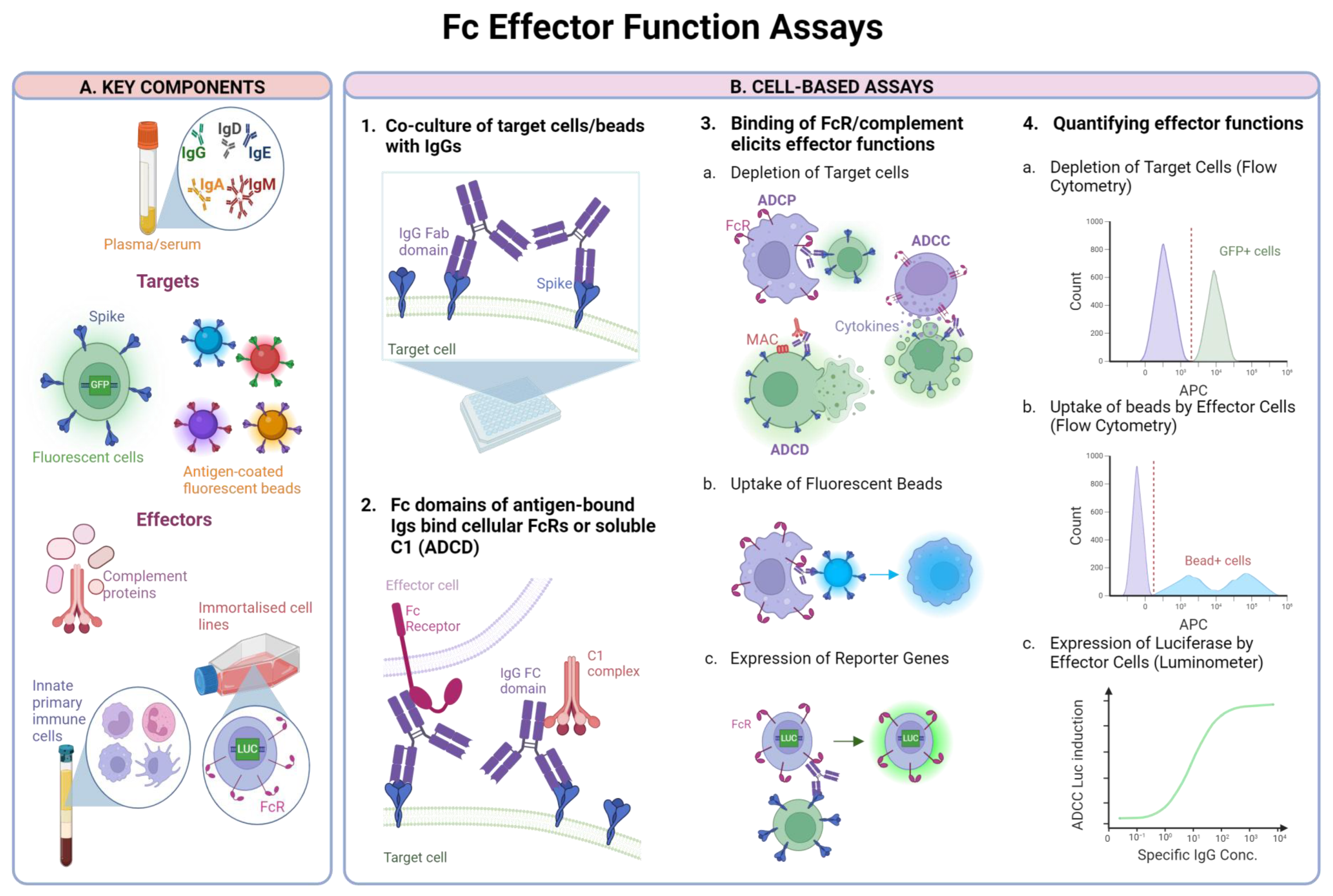 Vaccines 12 01089 g002