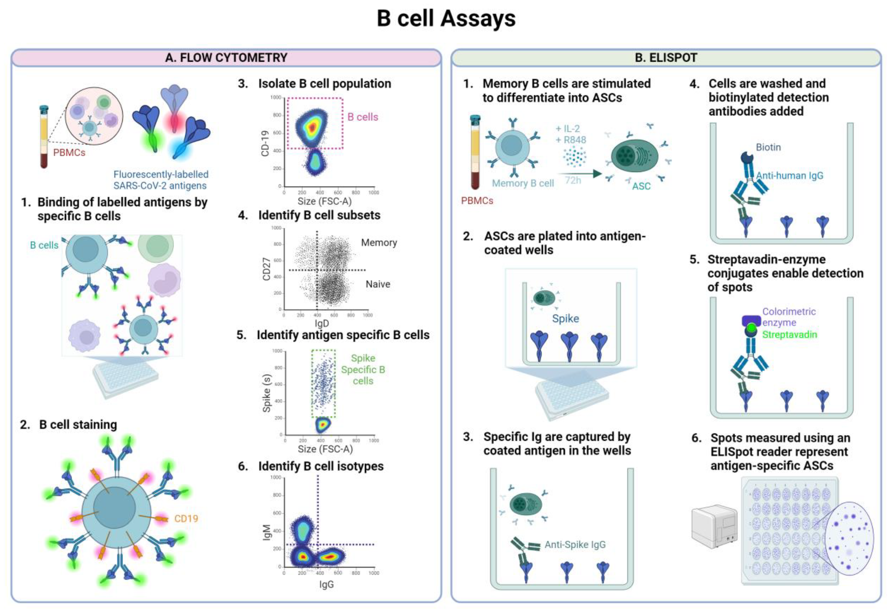 Vaccines 12 01089 g003